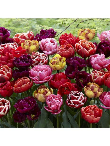 peony-flowered-tulip-mix-x-20-bulbs