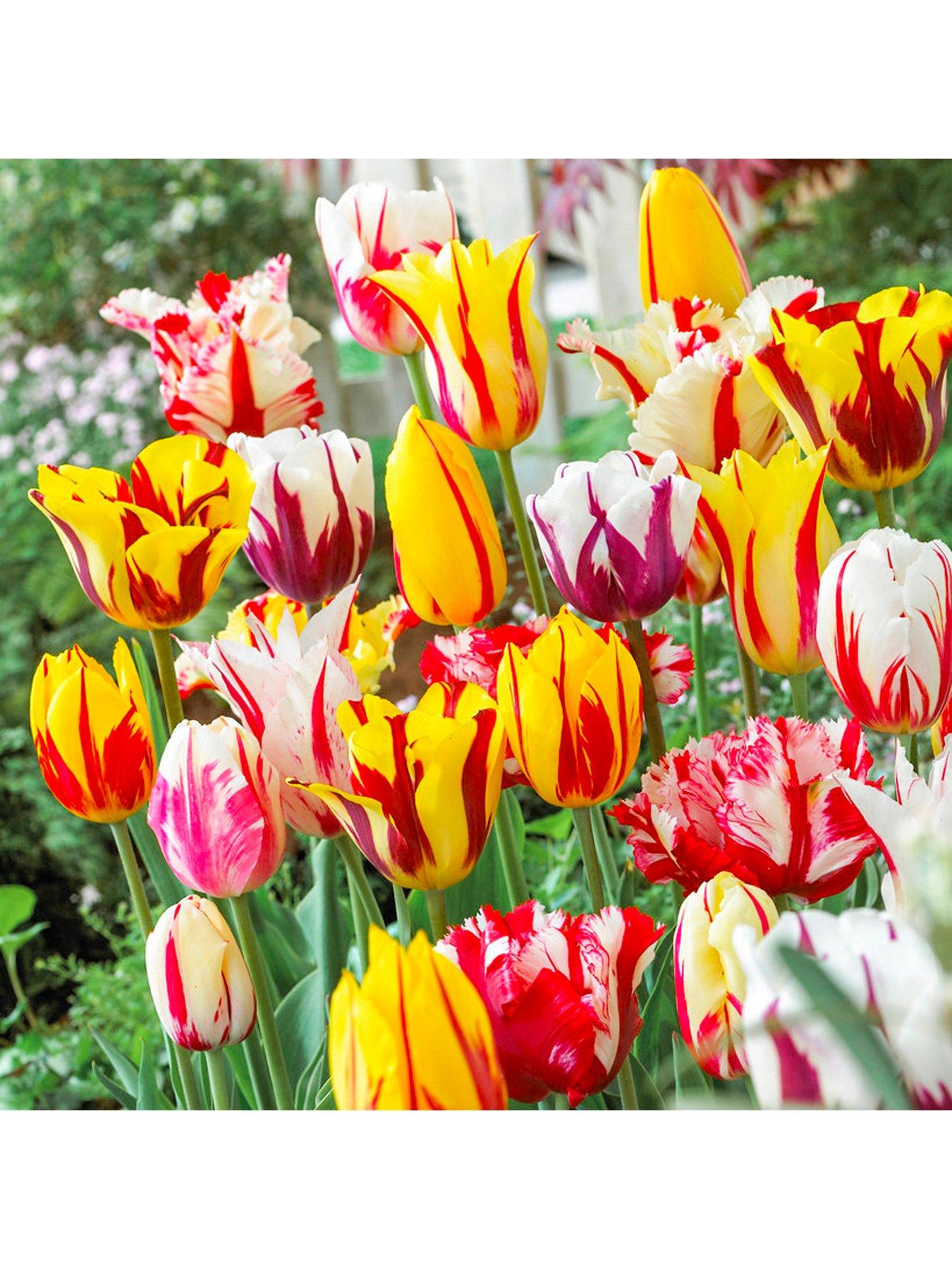 You Garden Rembrandt Striped Tulips Mix X 15 Bulbs