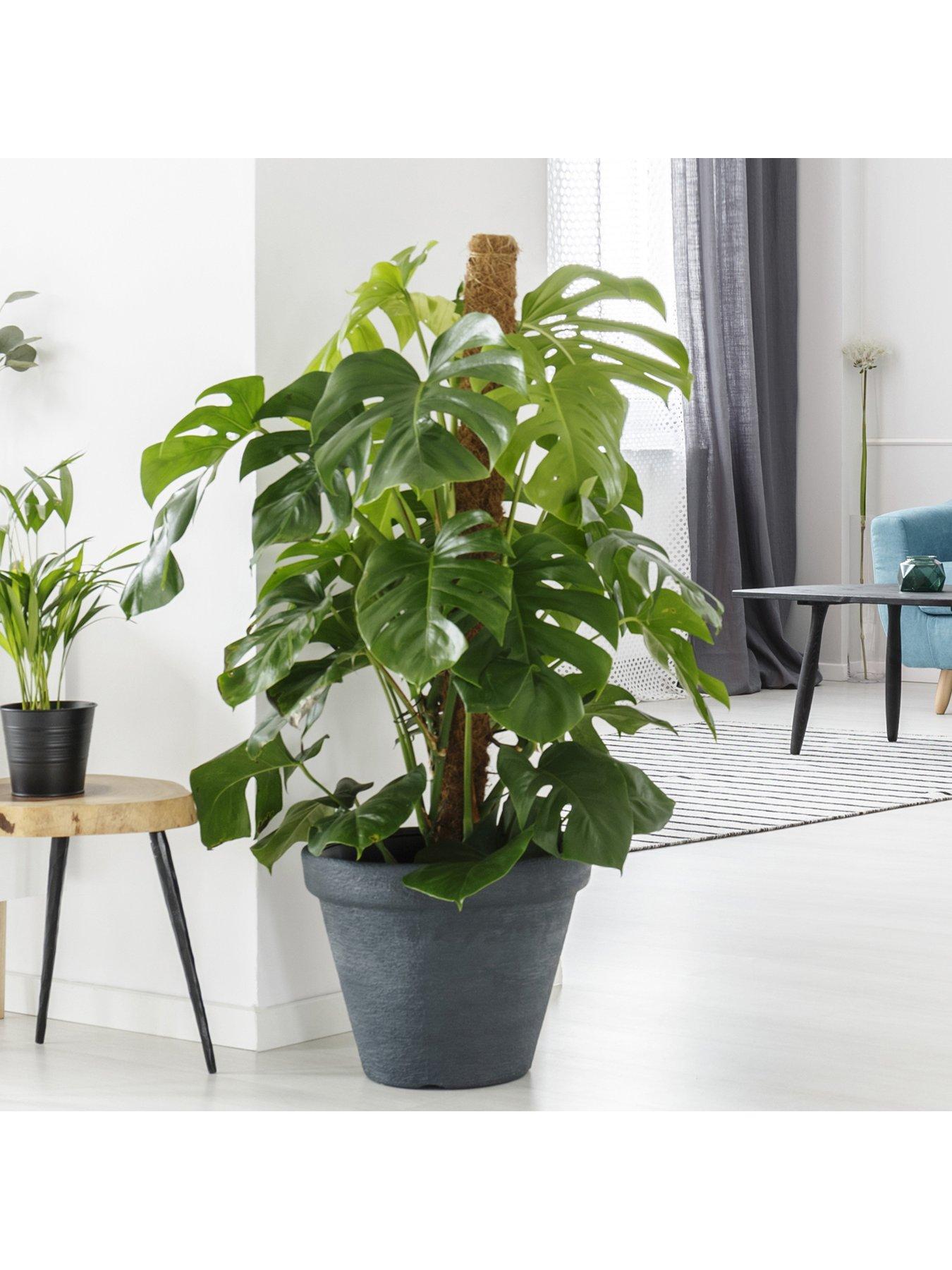 Image 2 of 2 of You Garden Monstera deliciosa 4L 80 - 85cm