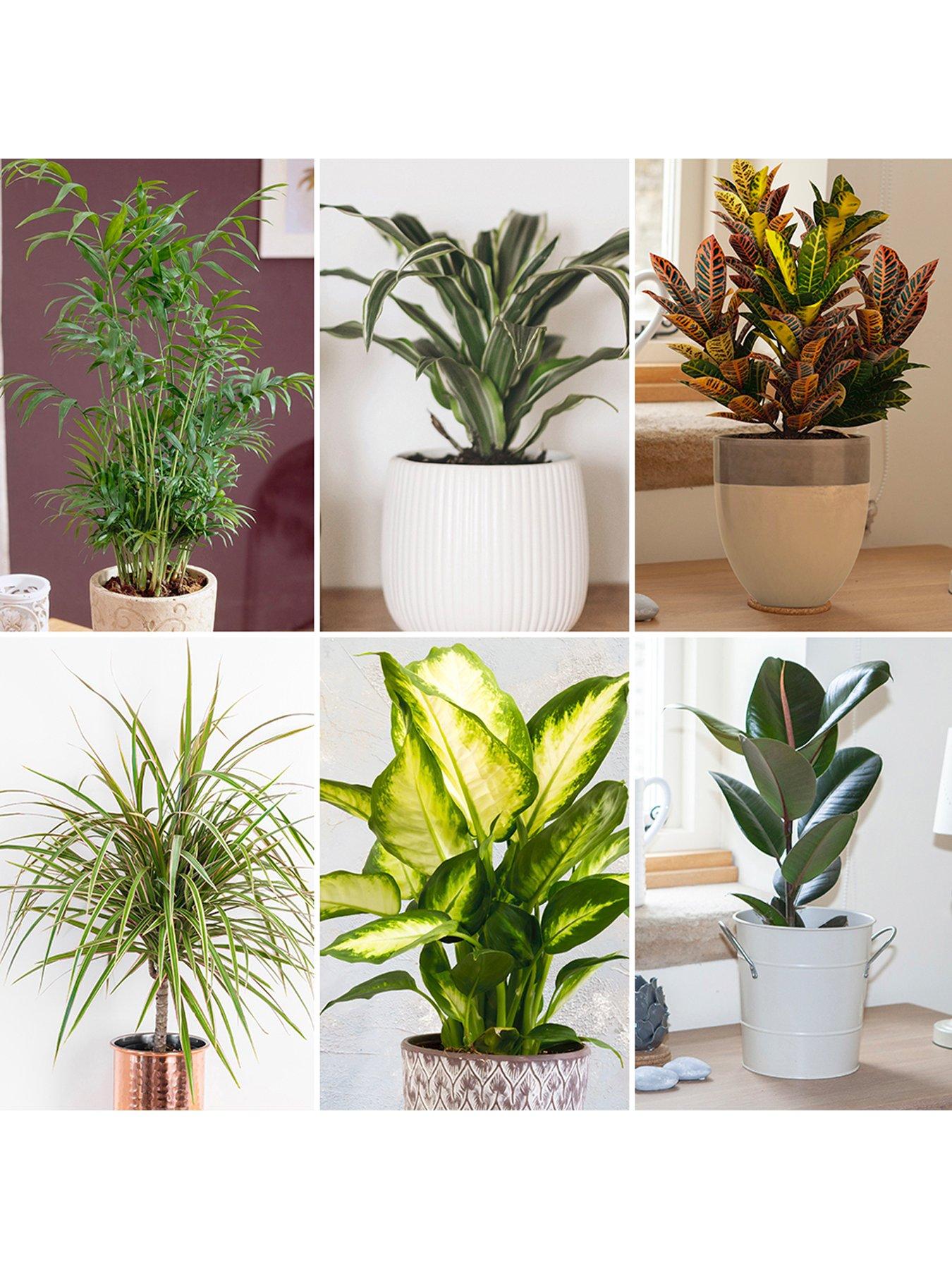 Product photograph of Foliage Houseplant Mix 6 X 12cm from very.co.uk