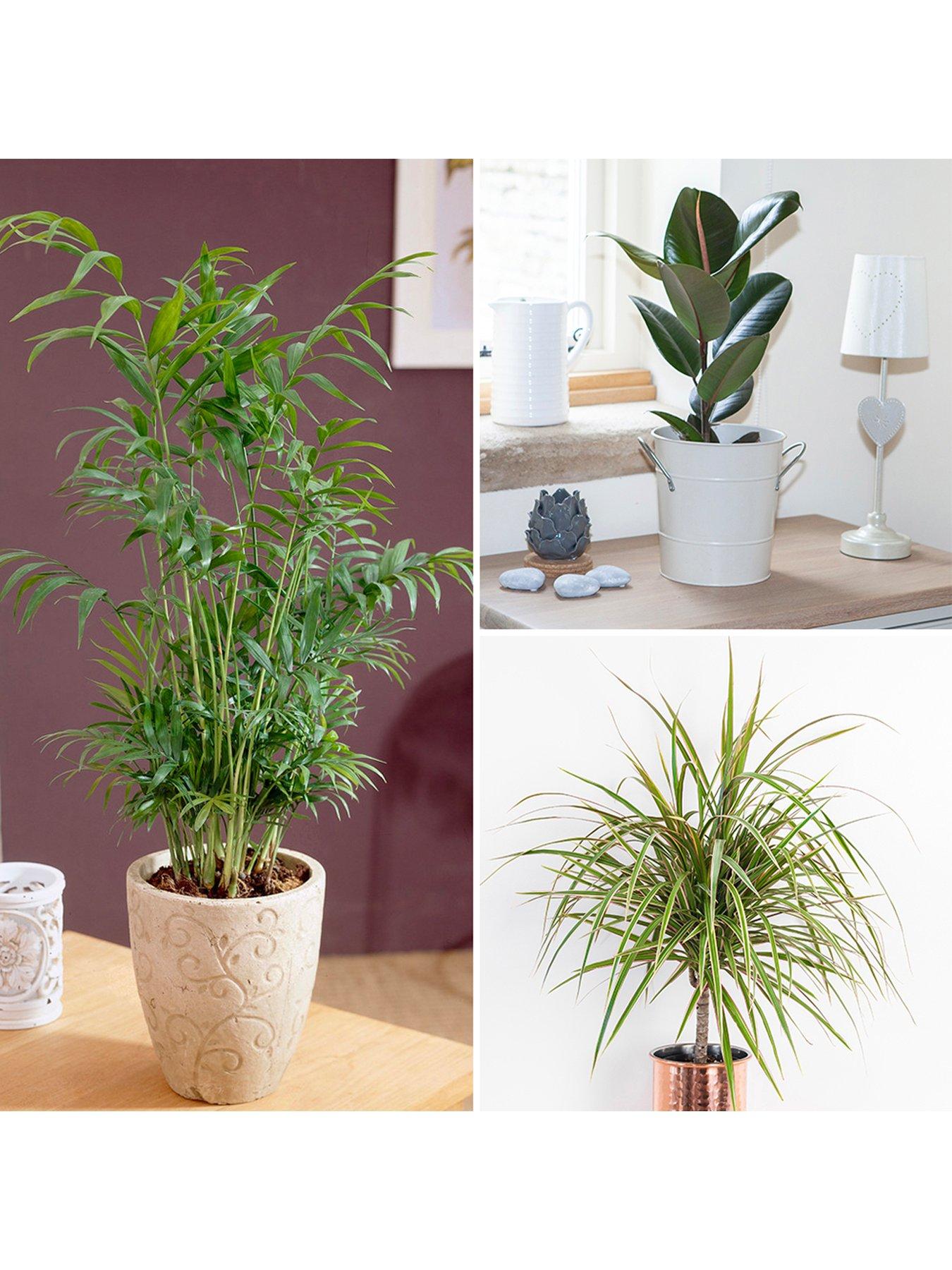 Image 1 of 5 of You Garden Foliage Houseplant Mix 3 x 12cm