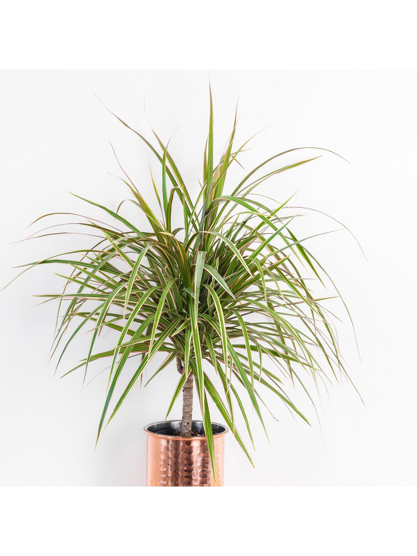 Image 3 of 5 of You Garden Foliage Houseplant Mix 3 x 12cm
