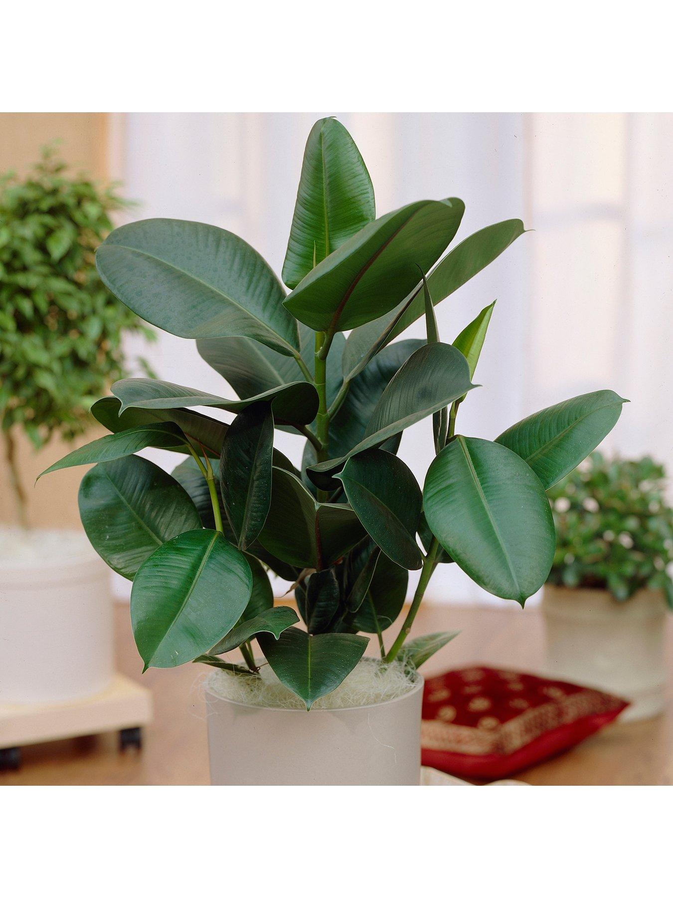Image 4 of 5 of You Garden Foliage Houseplant Mix 3 x 12cm