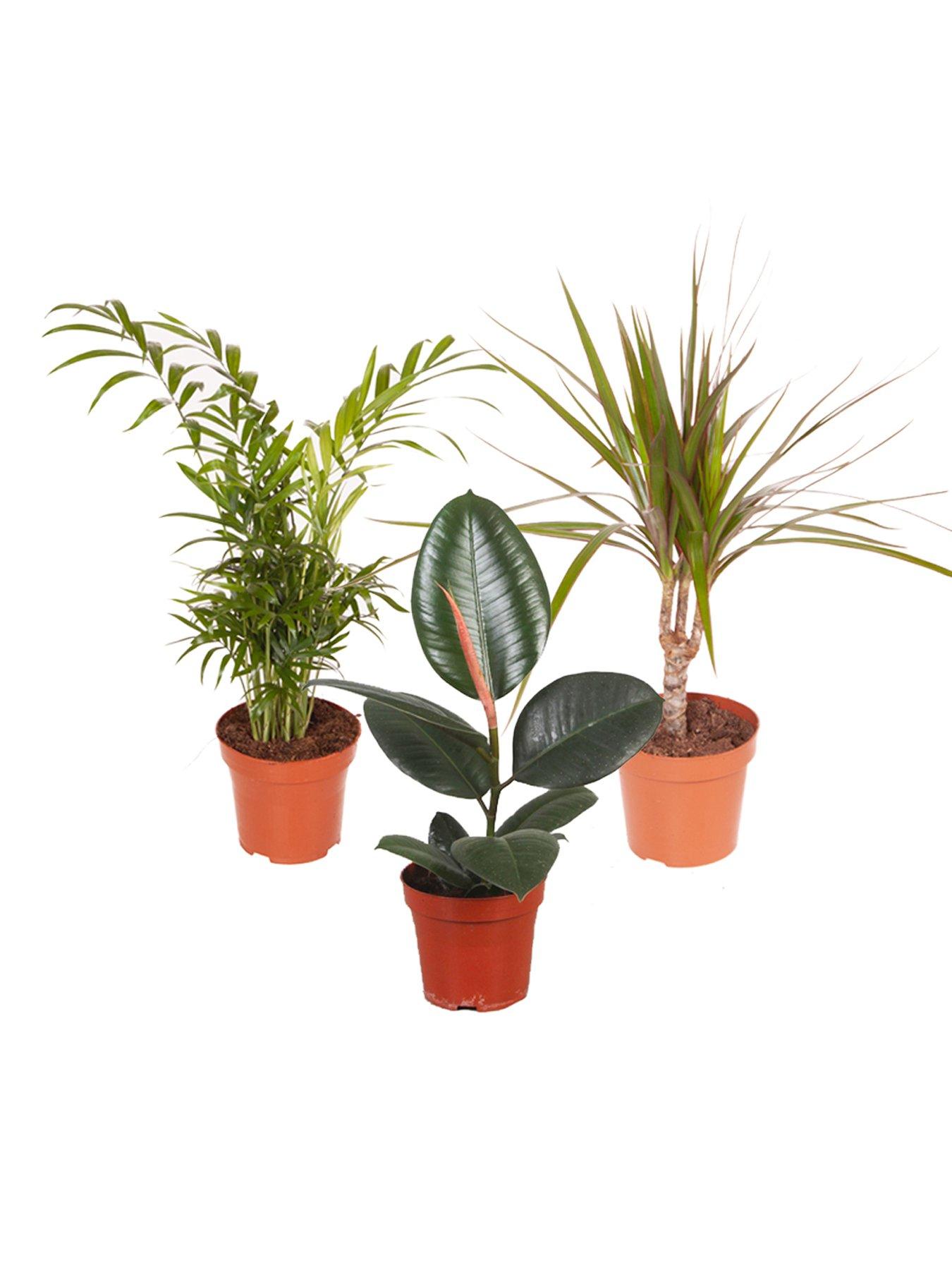 Image 5 of 5 of You Garden Foliage Houseplant Mix 3 x 12cm