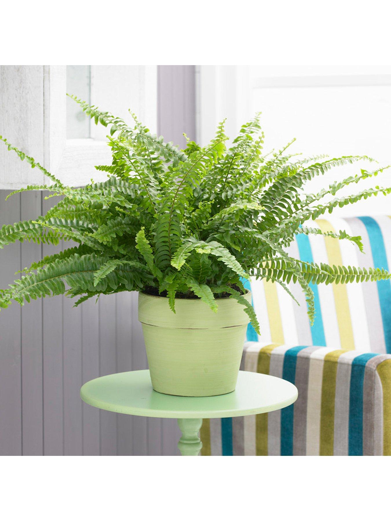 Product photograph of Nephrolepis Excaltata Sonata 19cm Hanging Pot 50 - 60cm from very.co.uk