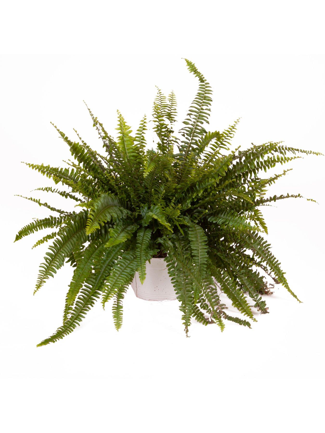 Image 2 of 2 of You Garden Nephrolepis excaltata Sonata 19cm Hanging Pot 50 - 60cm