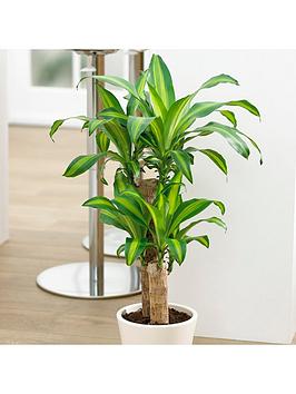 Product photograph of Dracaena Fragrans Yellow Coast 17cm 70 - 80cm from very.co.uk