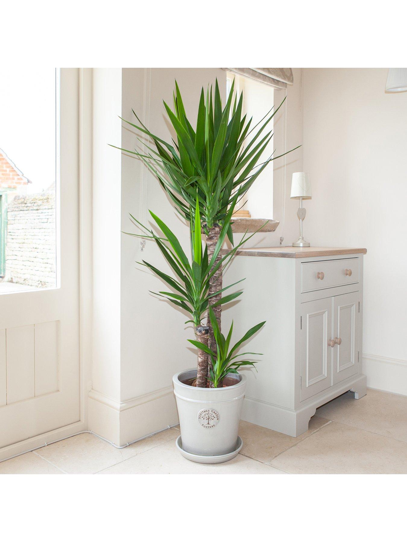 Product photograph of Yucca 3 Stem 90 45 20cm In 24cm Pot 1 3m Tall from very.co.uk