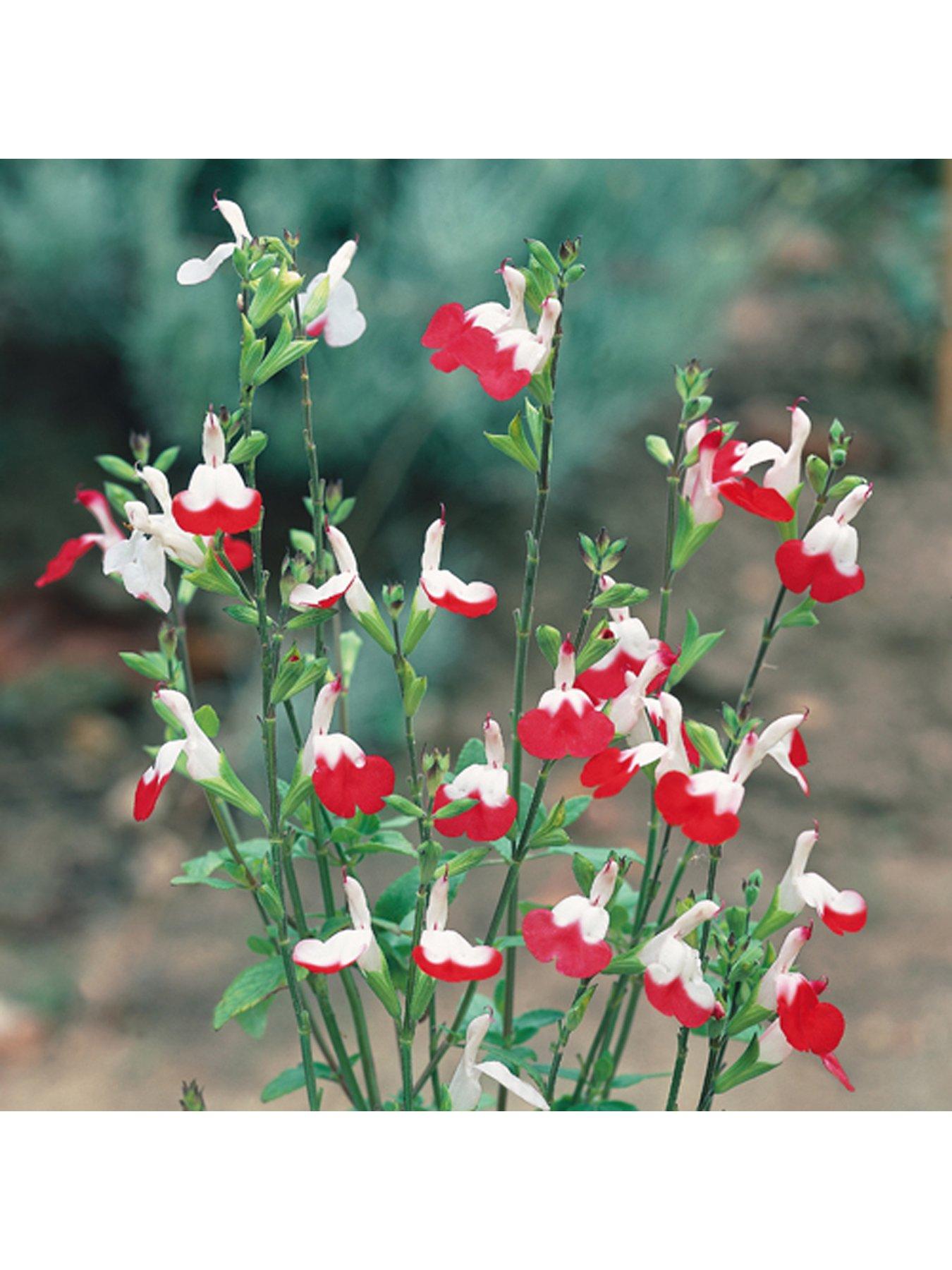 undefined Hardy Salvia 'Hot Lips' 3 x 9cm