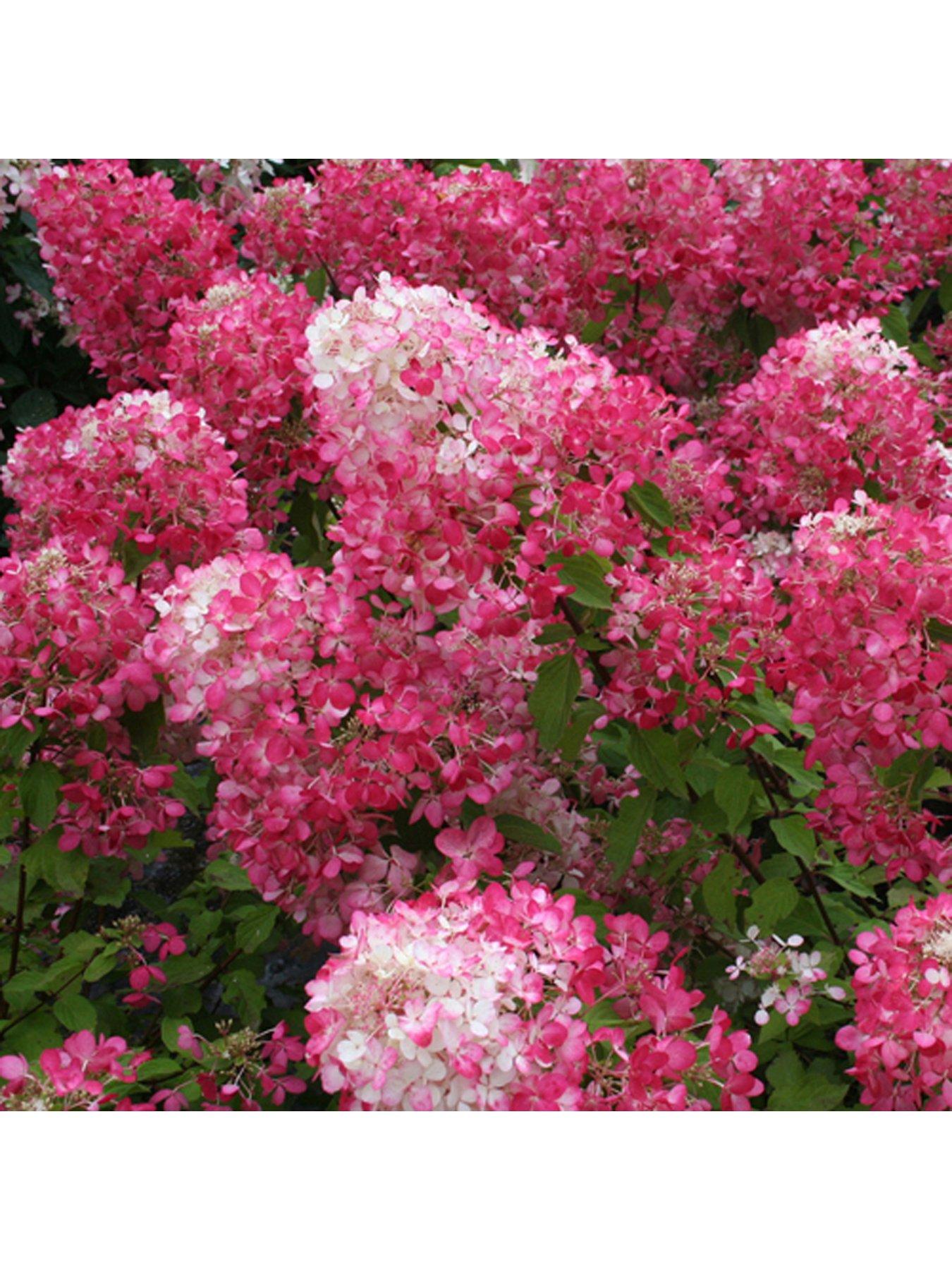 Product photograph of You Garden Hydrangea Paniculata Collection 3 X 9cm Pots from very.co.uk