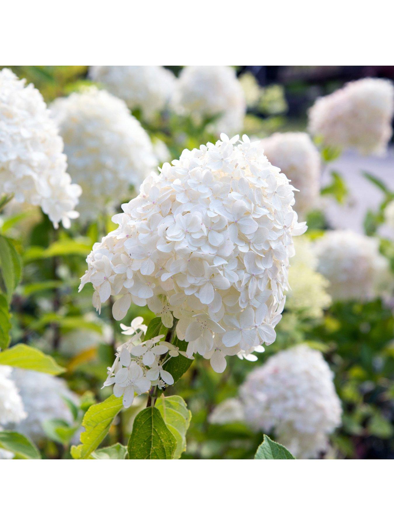 Image 2 of 3 of You Garden Hydrangea Paniculata Collection (3 x 9cm Pots)