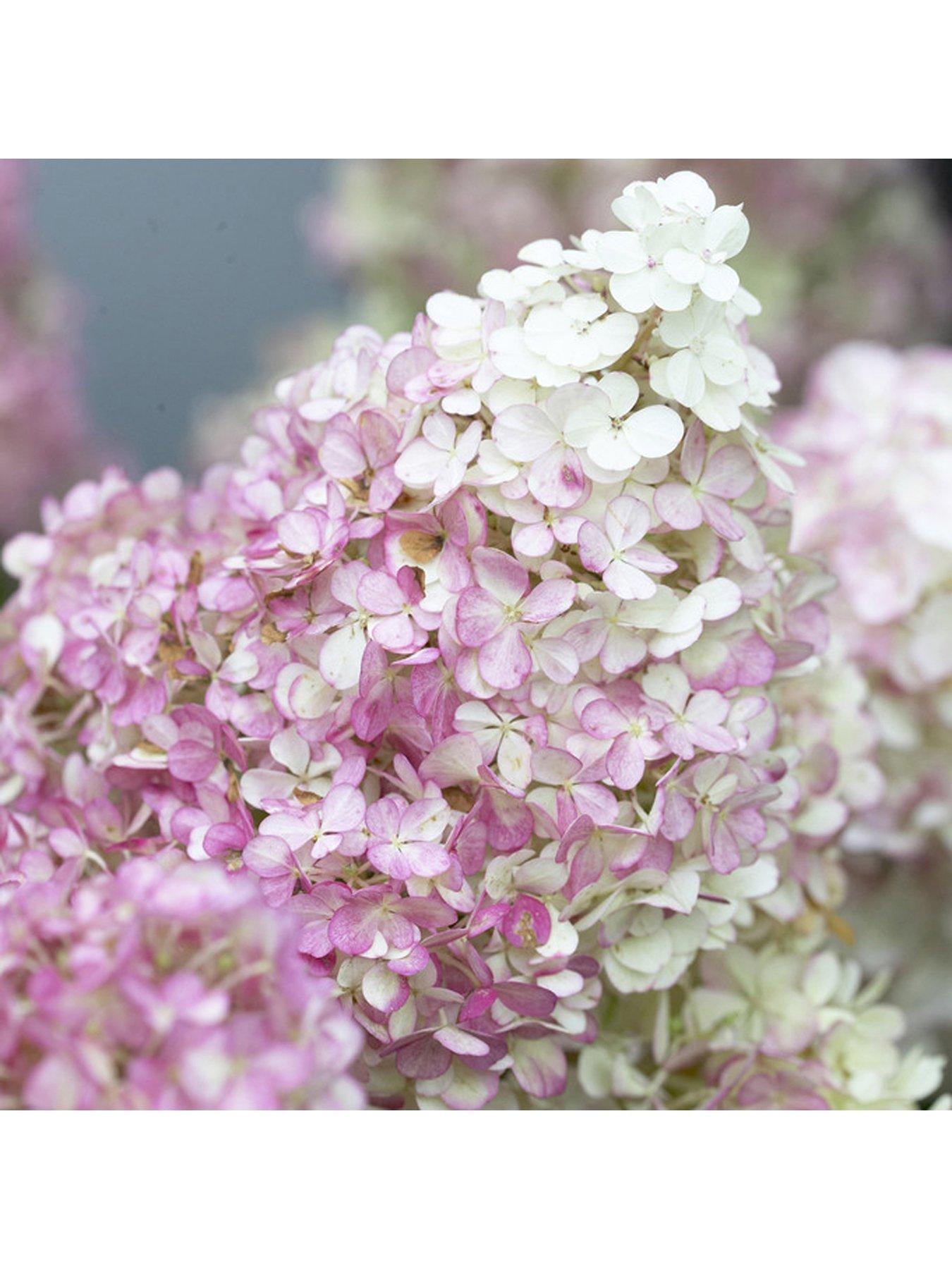 Image 3 of 3 of You Garden Hydrangea Paniculata Collection (3 x 9cm Pots)