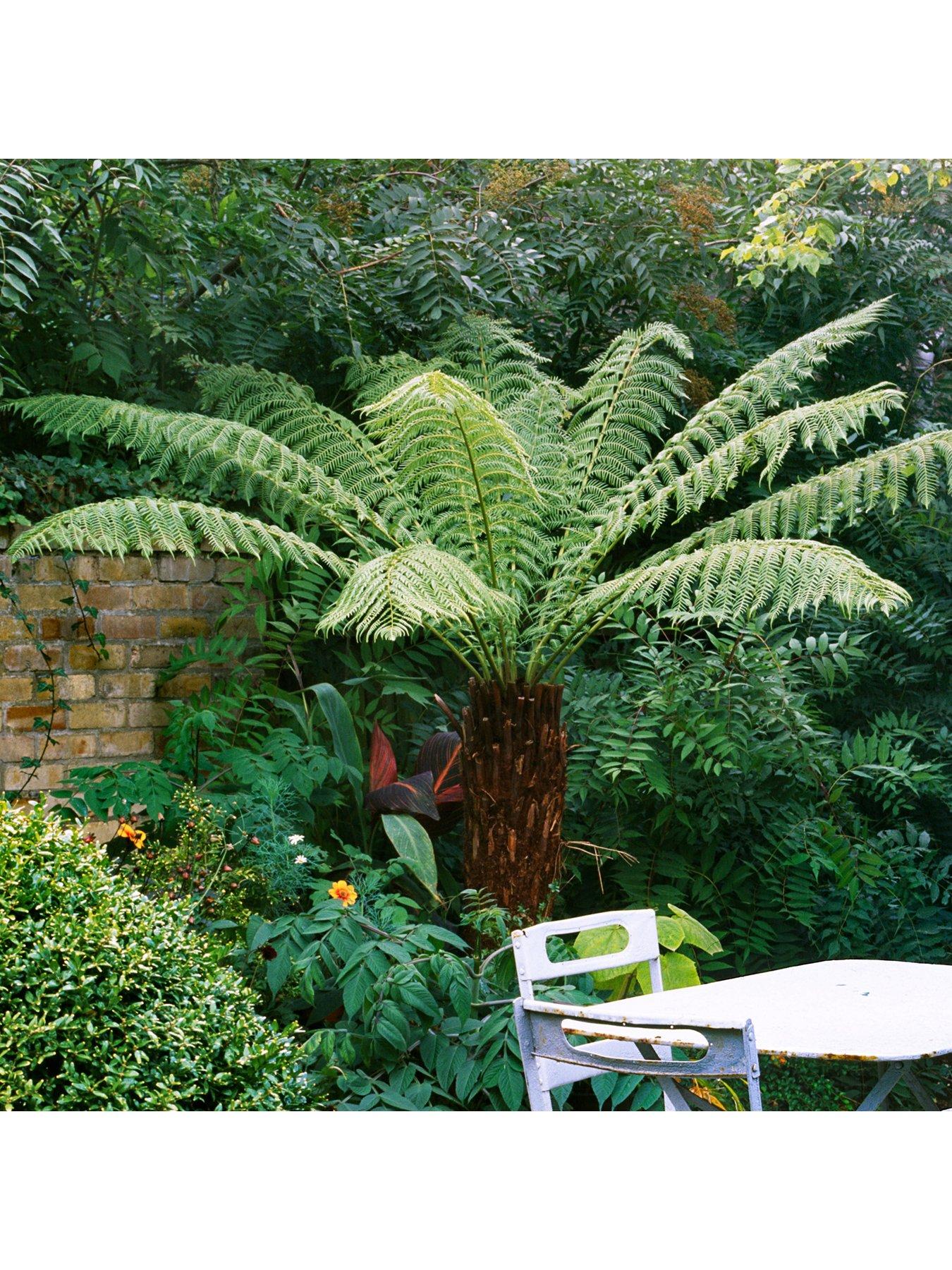 Hardy Tree Fern review