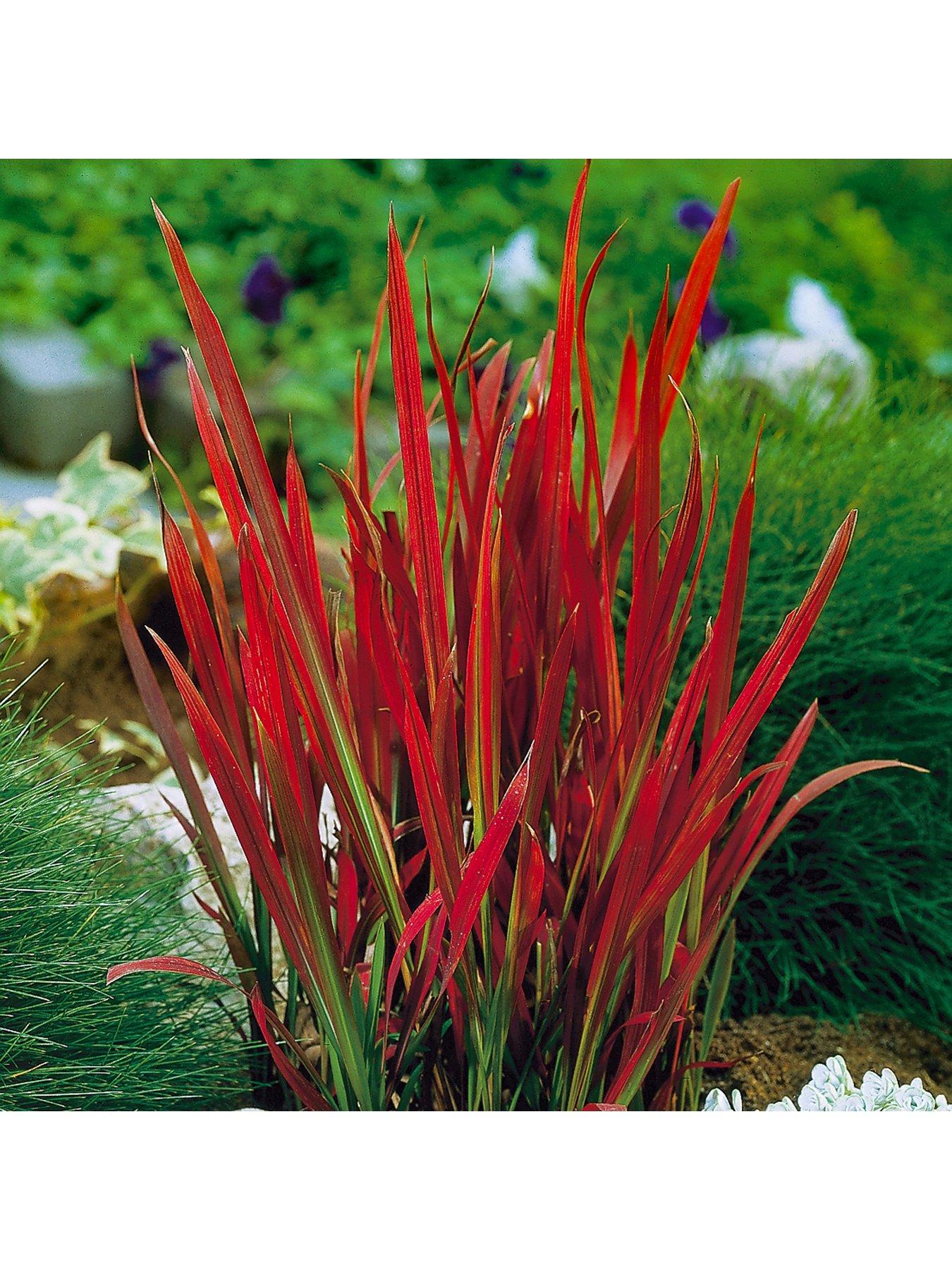 Product photograph of Imperata Red Baron Blood Grass 9cm X 3 from very.co.uk