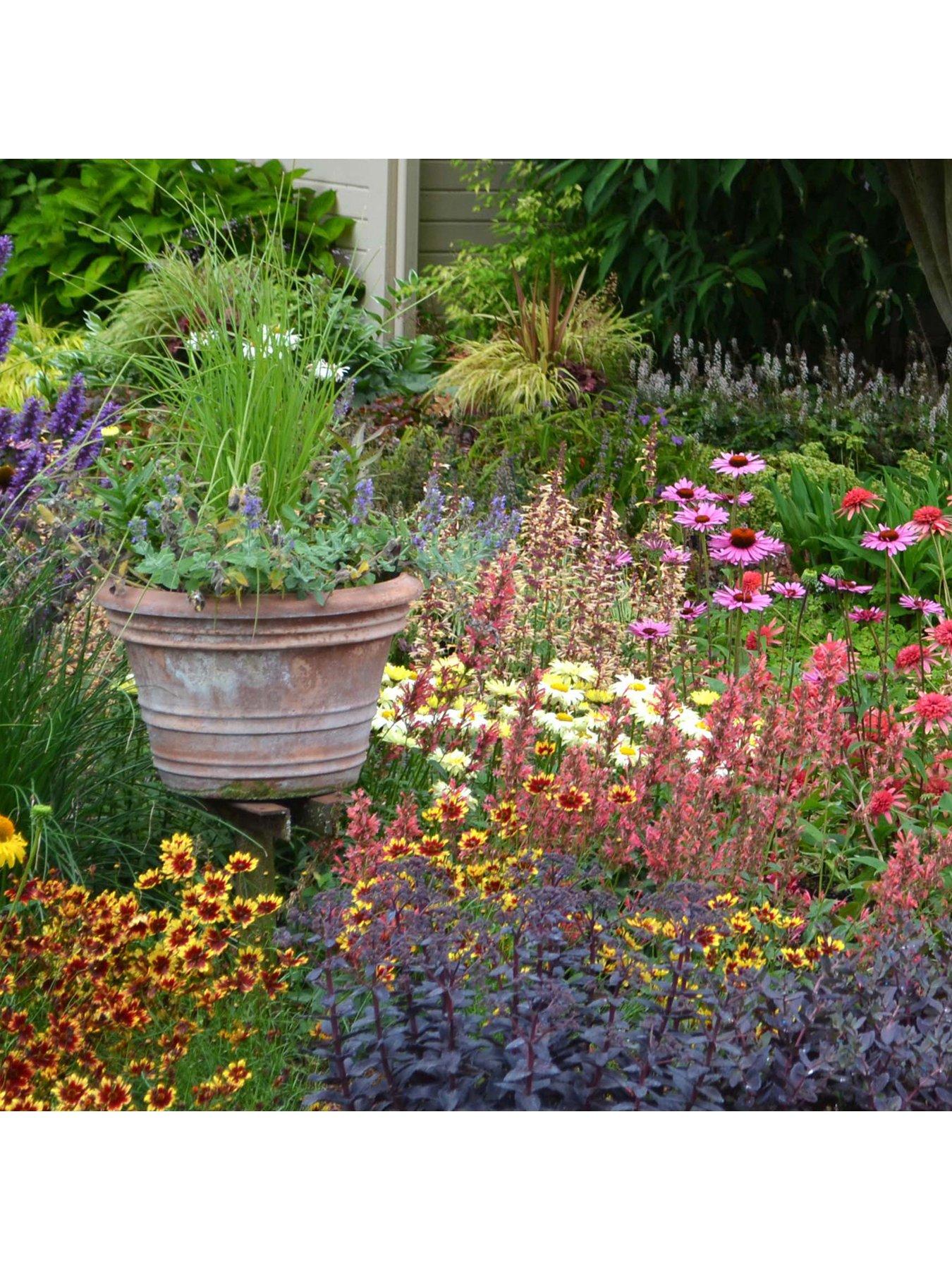 You Garden Lucky Dip Perennial 12 Plant Collection