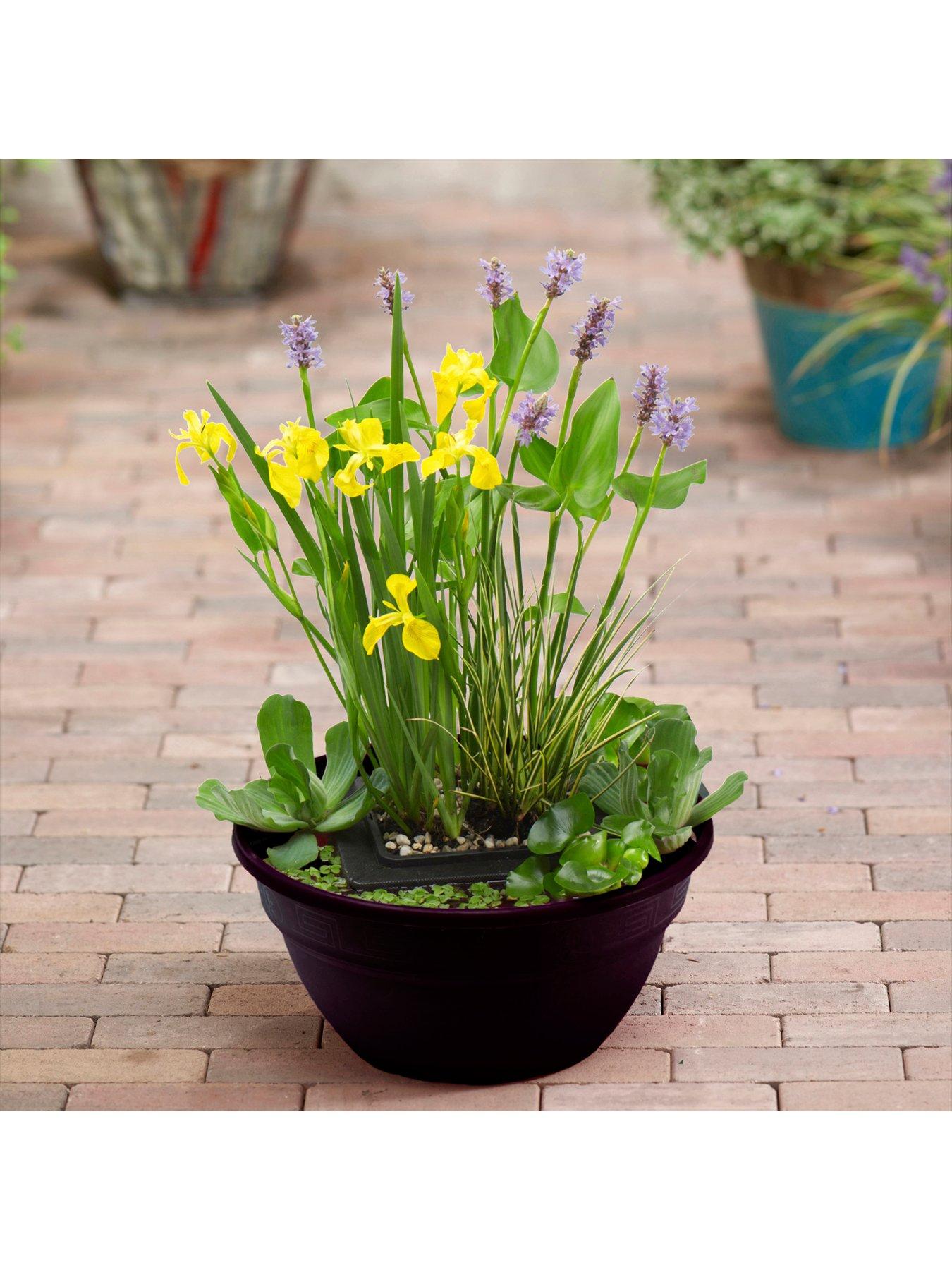 Product photograph of Complete Patio Pond Kit - Plants Gravel And Bowl from very.co.uk