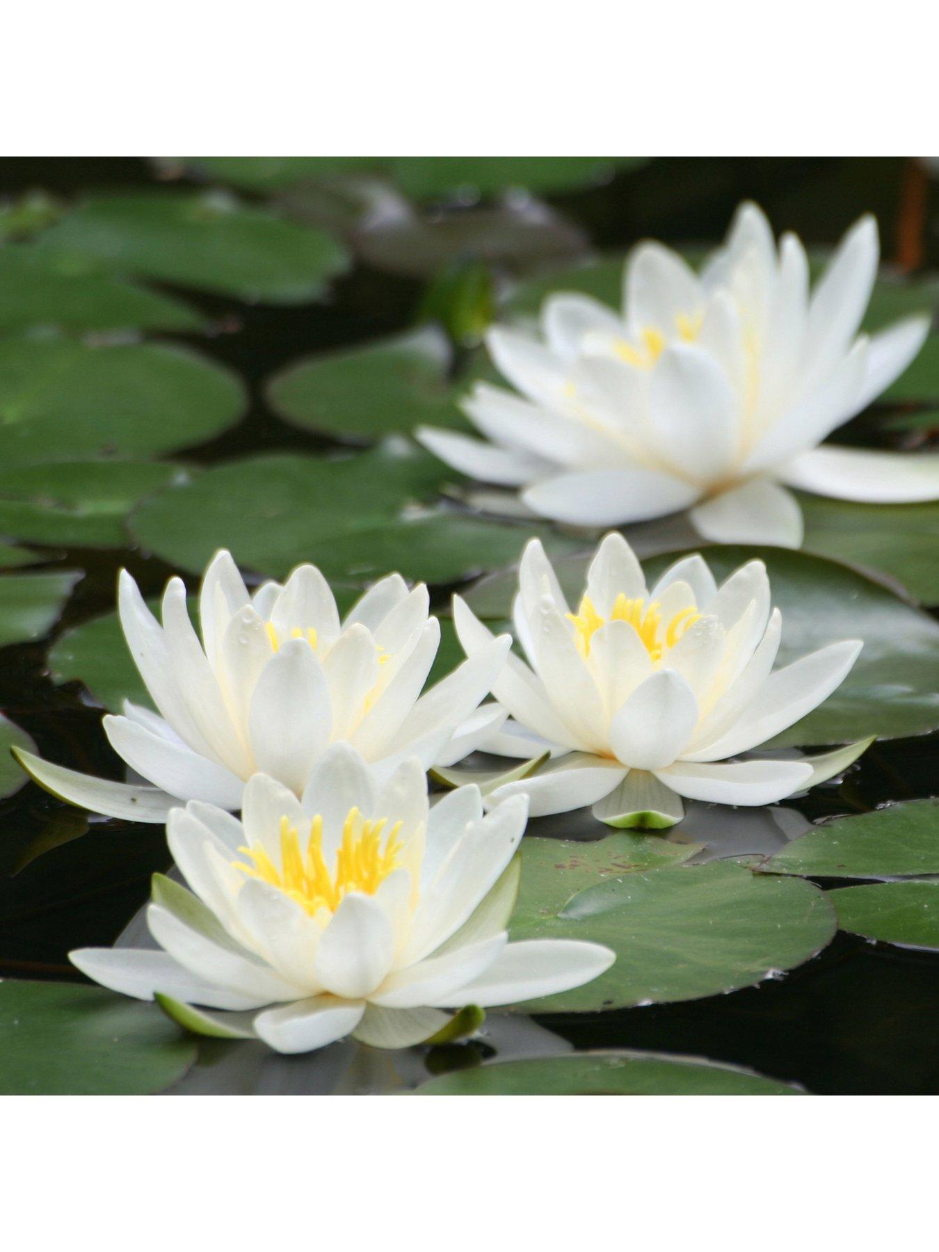 undefined Water Lily Planting Kit - White