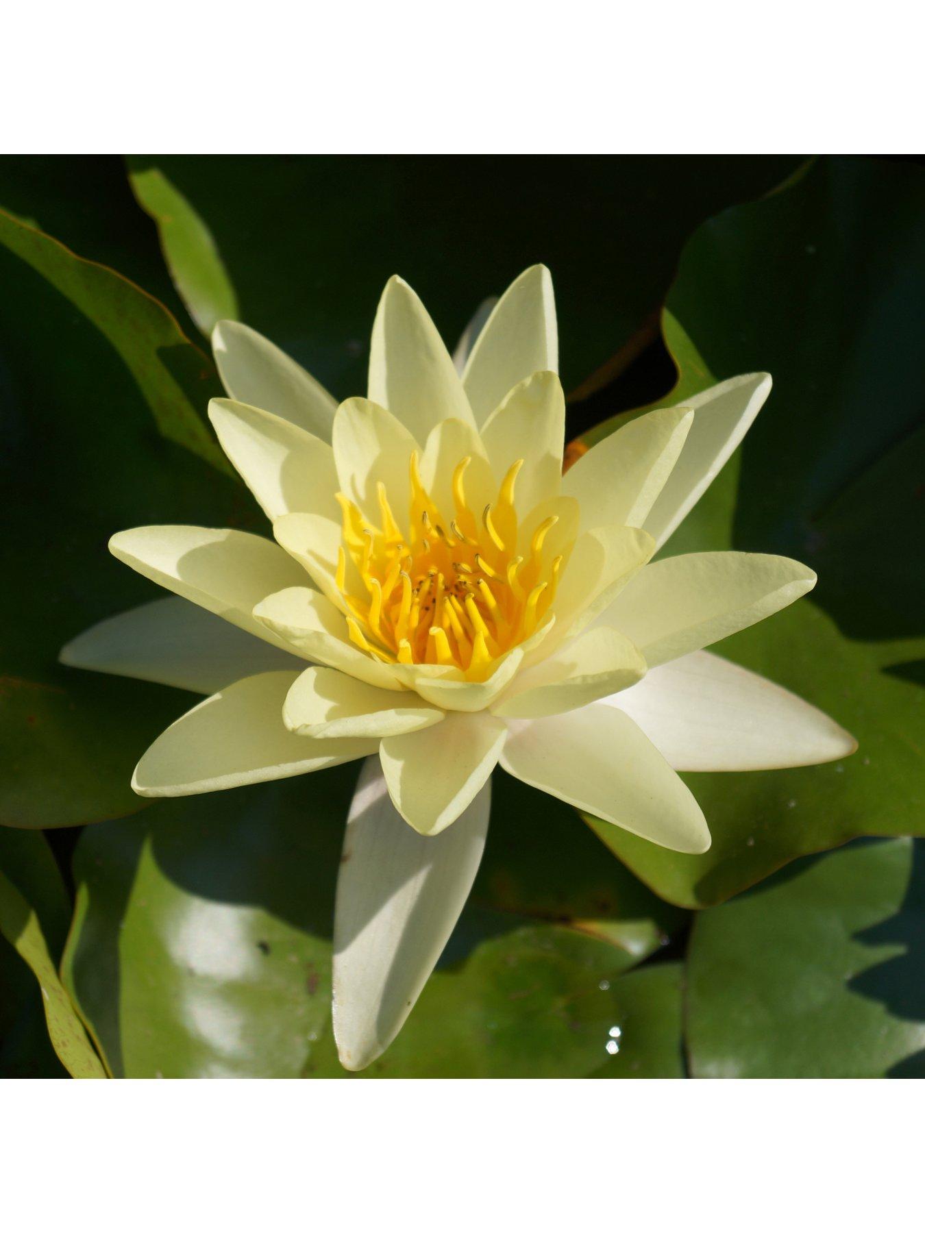 Water Lily Planting Kit  Yellow review