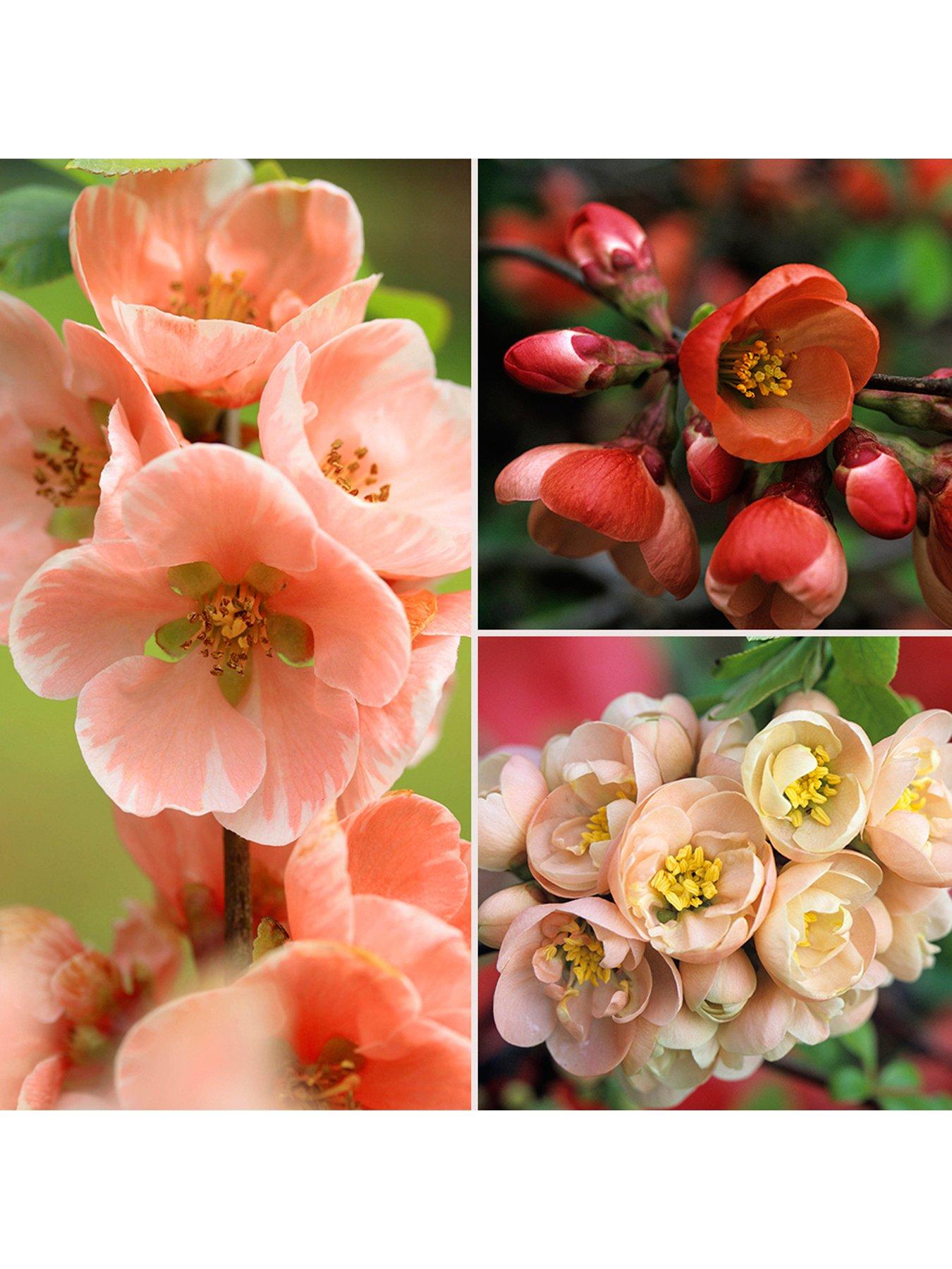 Chaenomeles Collection 3 X 9Cm review