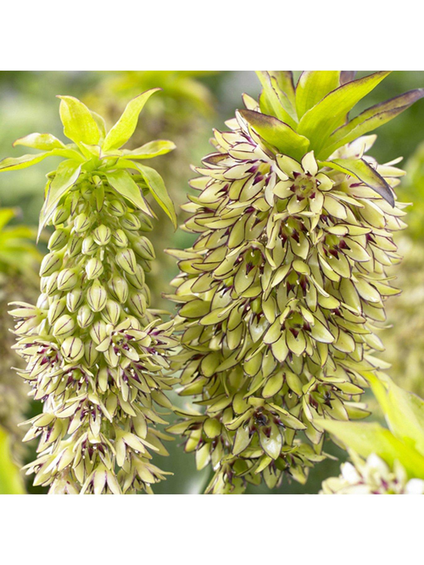 Eucomis Bicolour (Pinepple Lily) X 3 Bulbs review