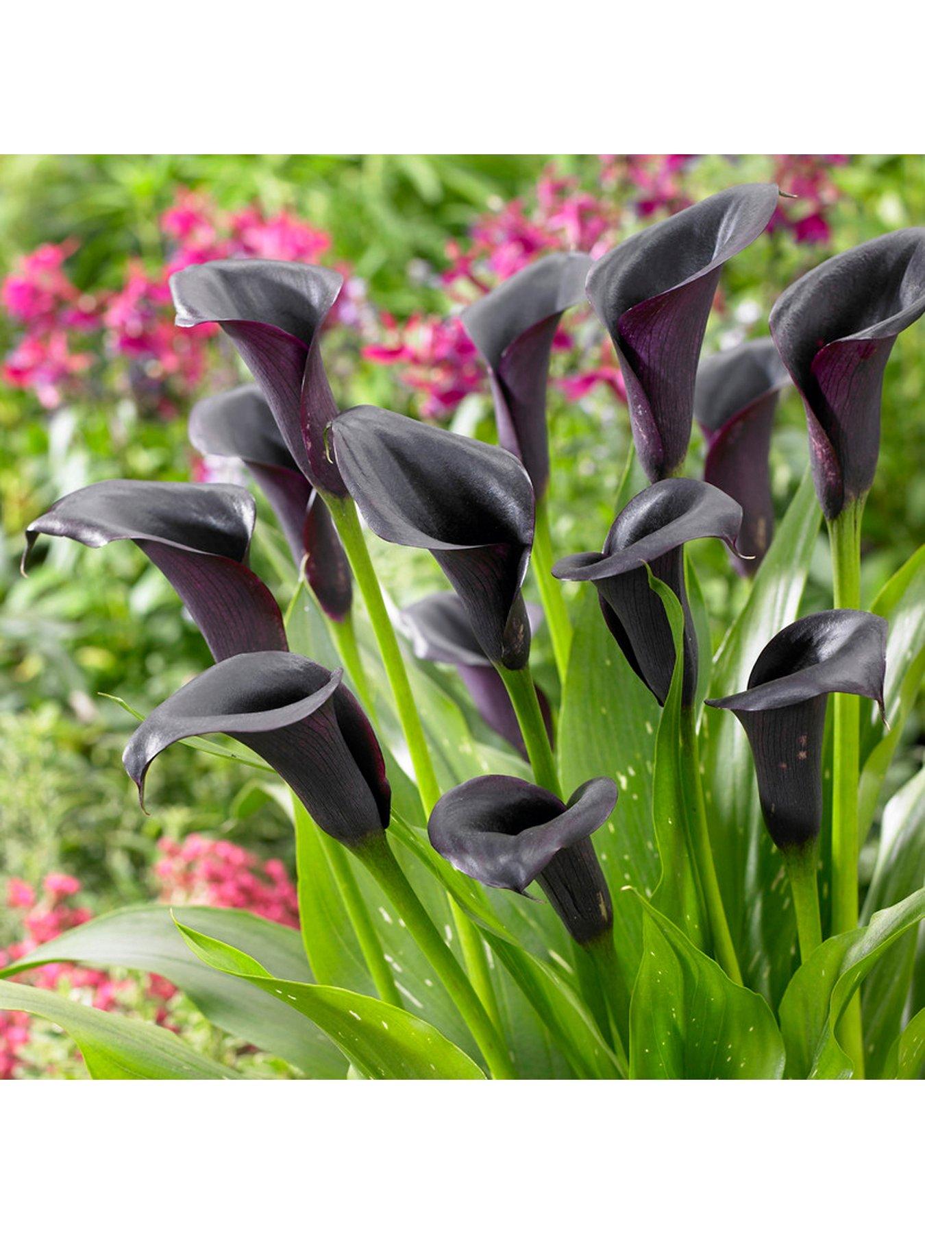 undefined Black-Flowered Calla - Zantedeschia 'Cantor' x 3 Corms