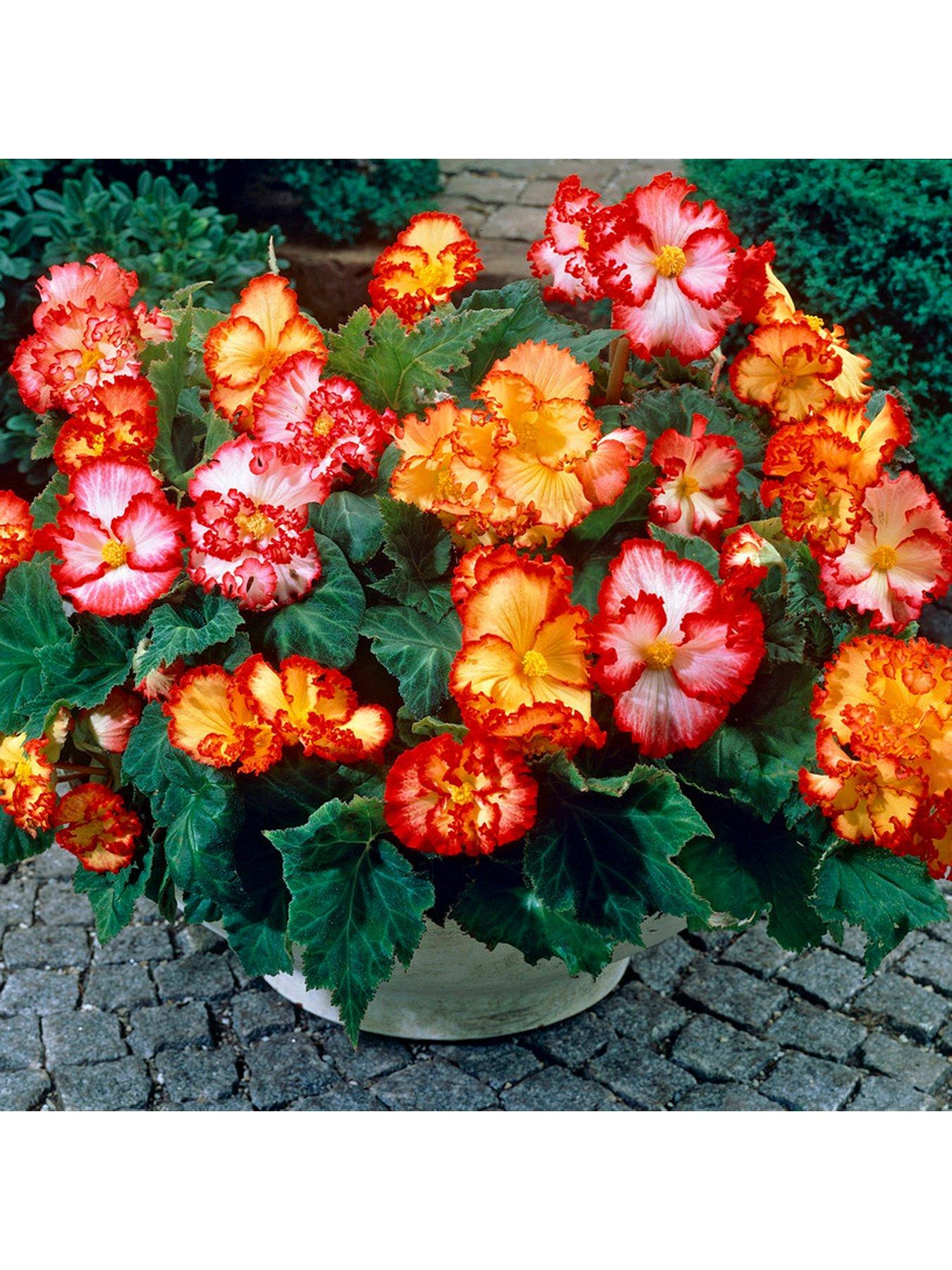 Product photograph of You Garden Begonia Marginata Tubers X 10 from very.co.uk