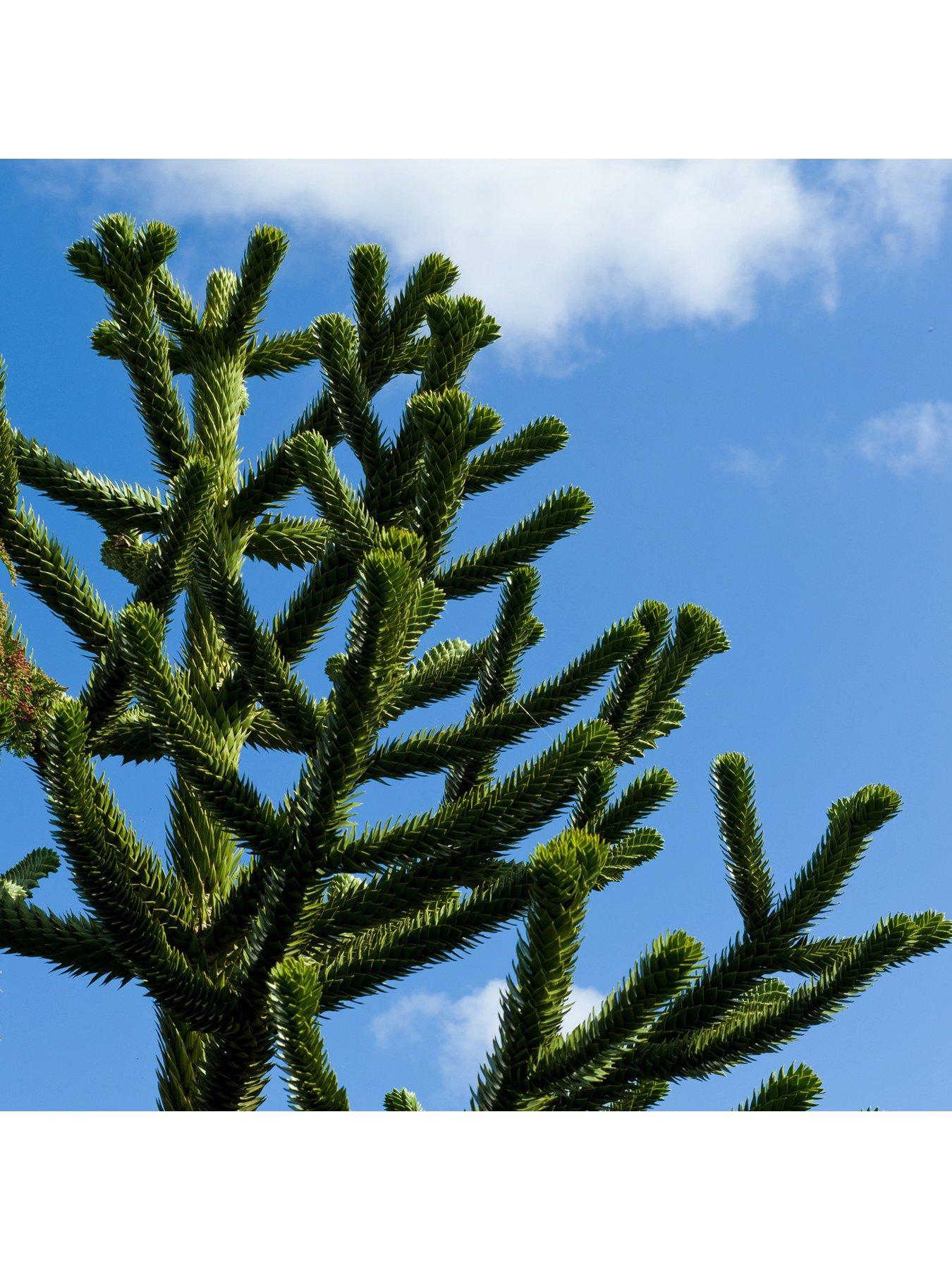 Large Monkey Puzzle Tree 5L Pot 50-60Cm Tall review