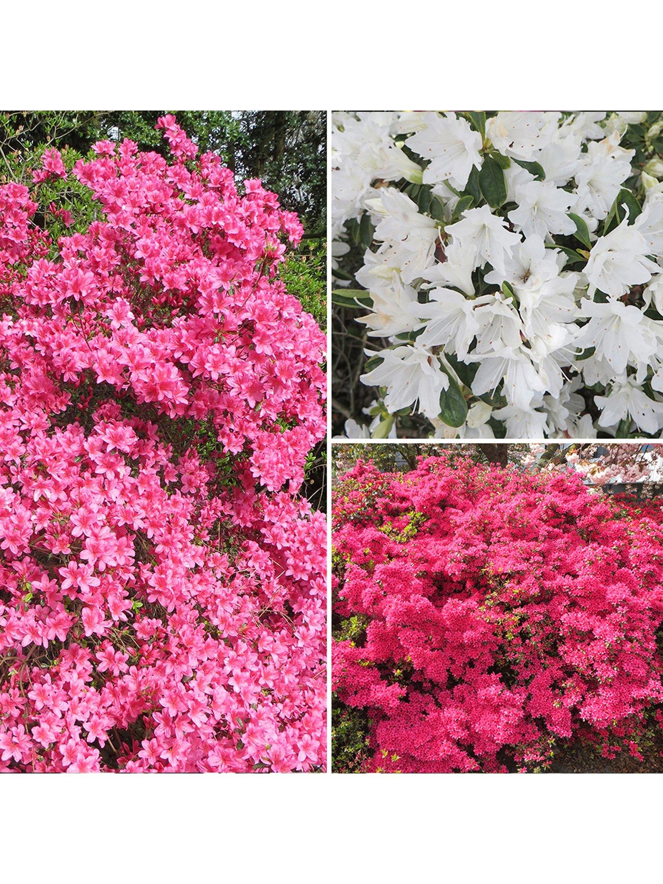 Japanese Azalea Collection 3 X 9Cm review