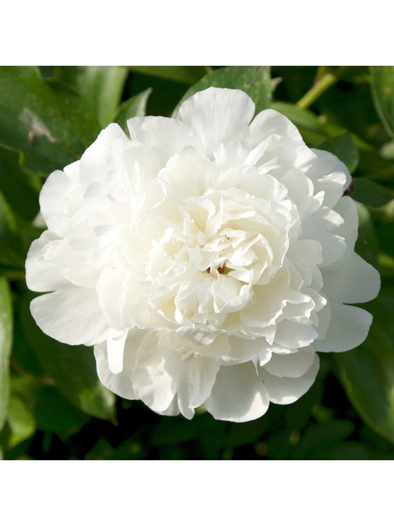 Paeony 'Duchesse De Nemours' X 3 Bare Roots review