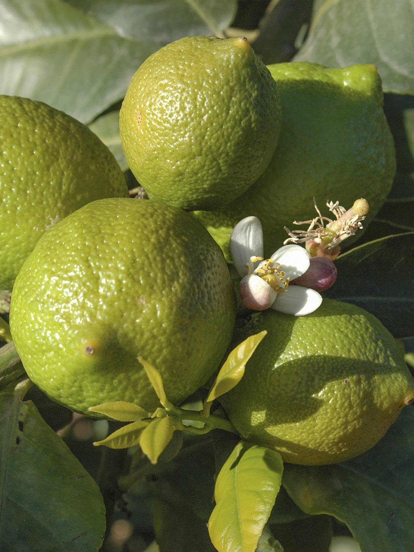 Product photograph of Large Lime Tree 6l Pot from very.co.uk