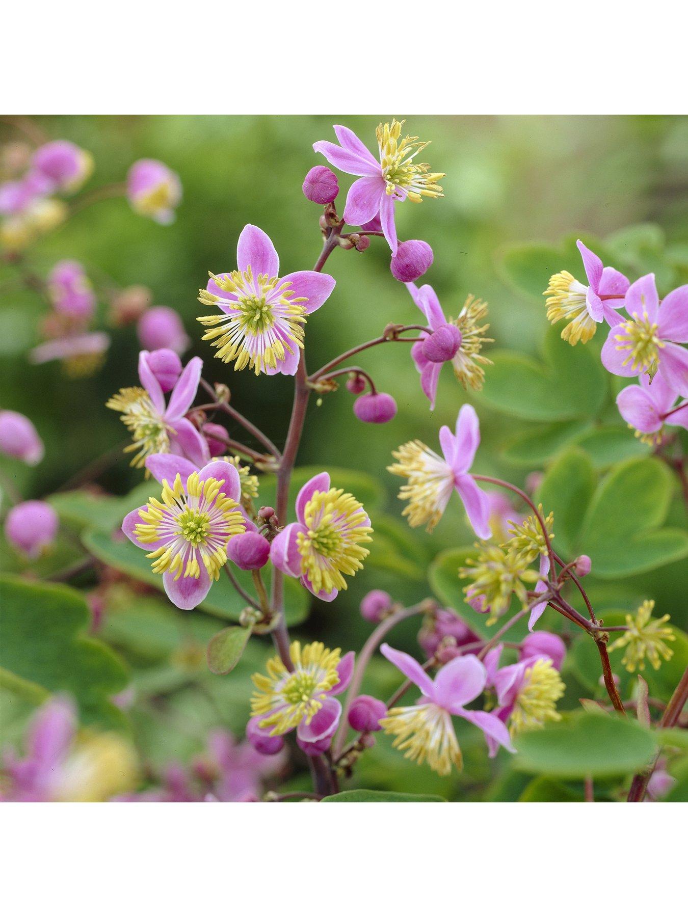 Product photograph of You Garden Thalictrum Rochebruneanum 9cm Set Of 3 from very.co.uk