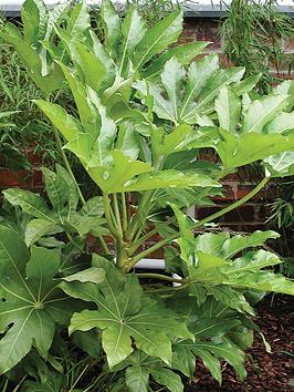Product photograph of Fatsia Japonica 60cm Potted from very.co.uk