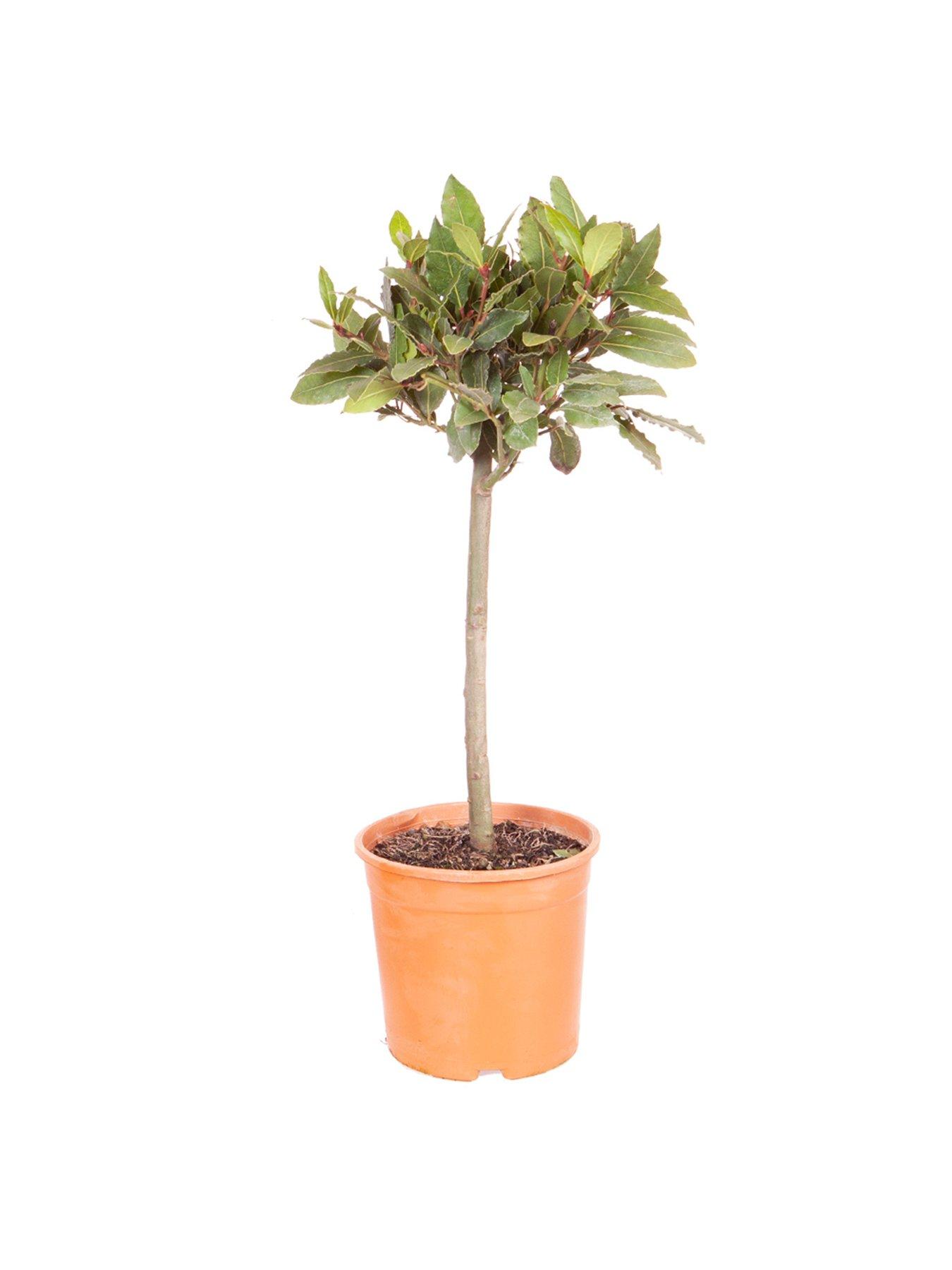 Product photograph of You Garden Bay Tree - Standard 70-80cm Tall from very.co.uk