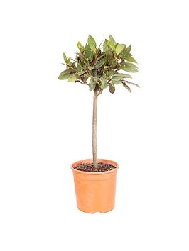 Product photograph of Bay Tree - Standard 70-80cm Tall from very.co.uk