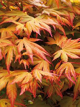 Product photograph of Acer Palmatum Orange Dream 3l from very.co.uk