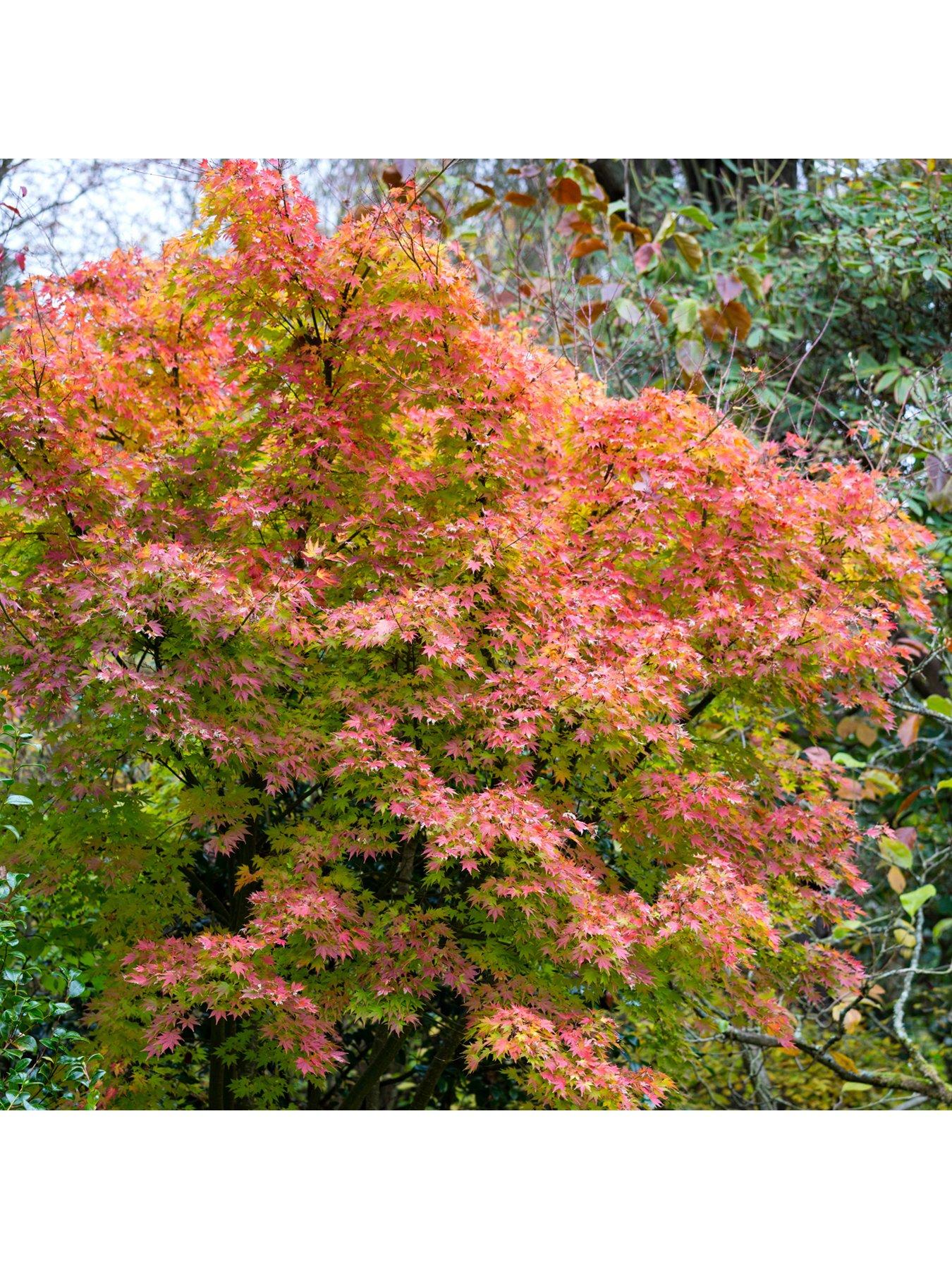 Image 2 of 5 of You Garden Acer Palmatum Orange Dream 3l