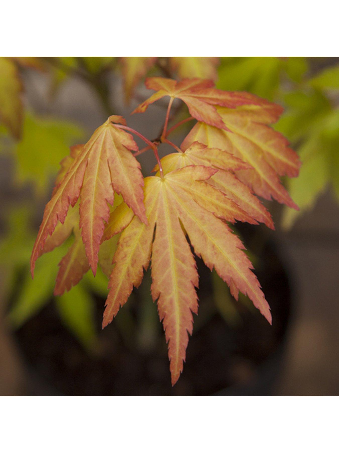 Image 3 of 5 of You Garden Acer Palmatum Orange Dream 3l