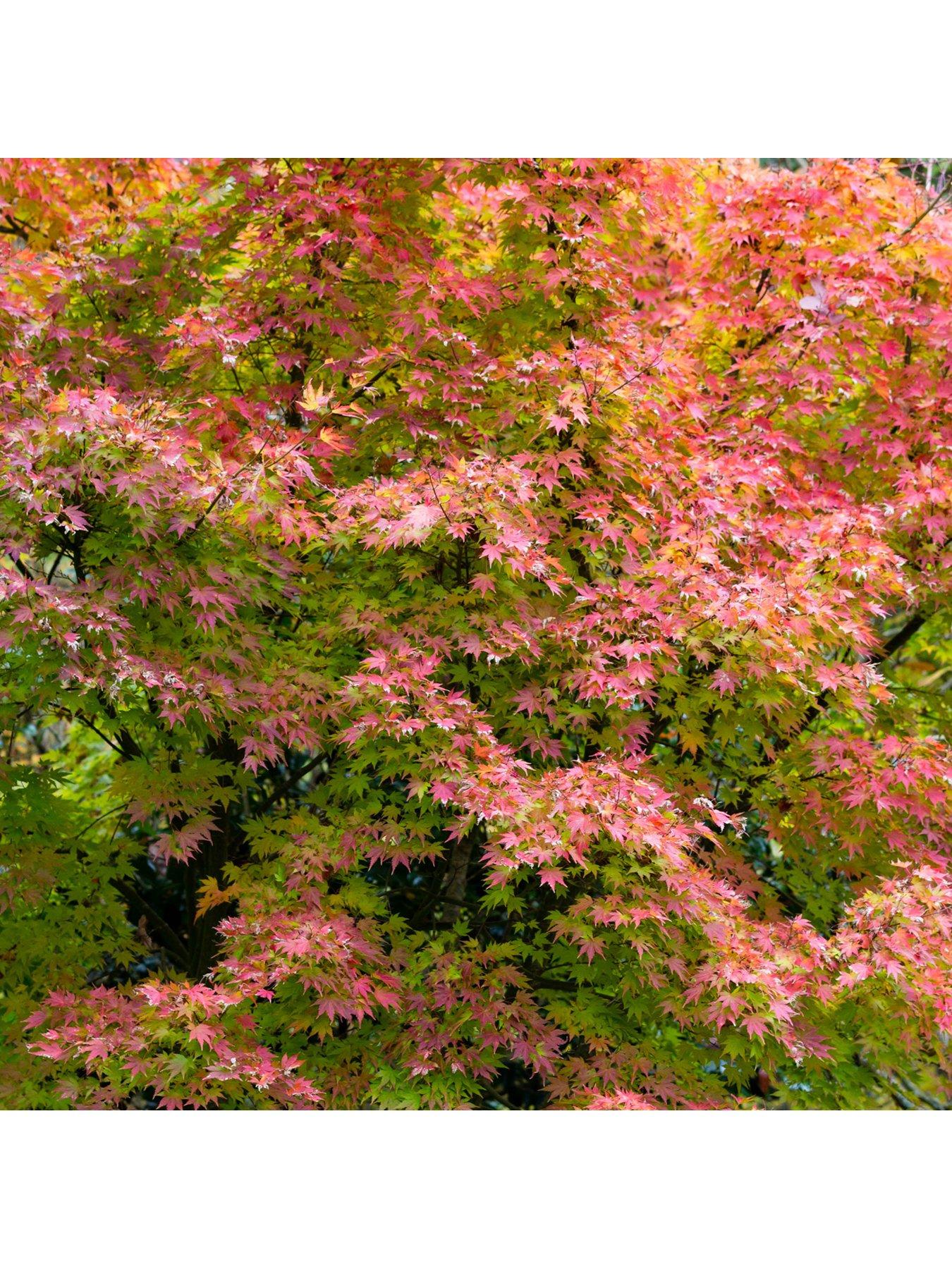 Image 4 of 5 of You Garden Acer Palmatum Orange Dream 3l