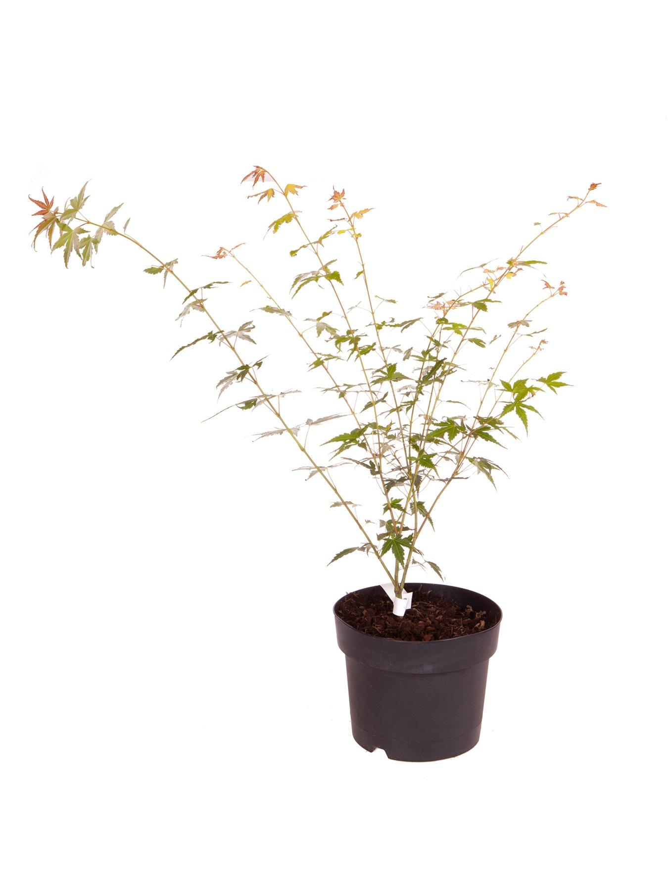 Image 5 of 5 of You Garden Acer Palmatum Orange Dream 3l