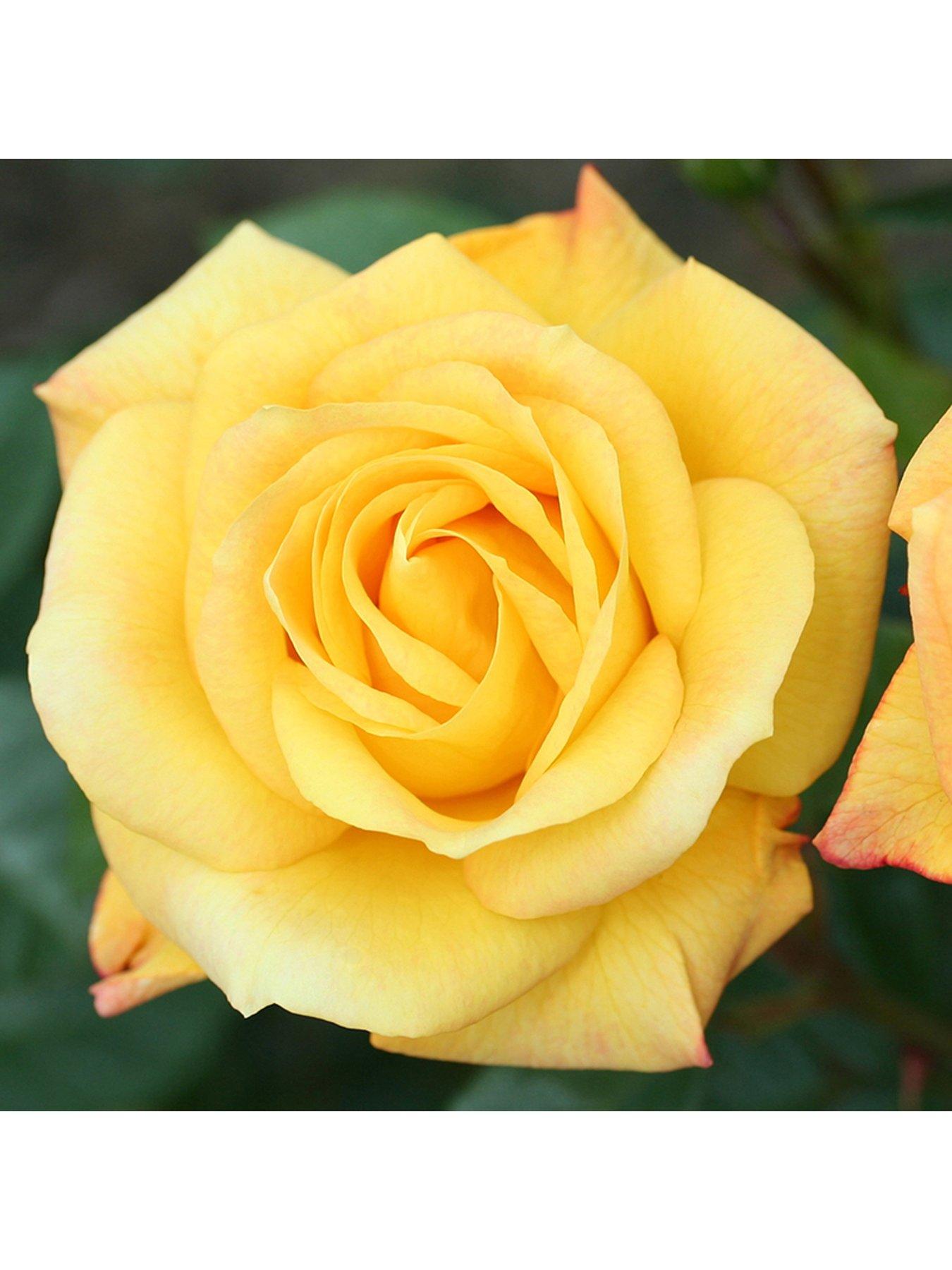 Product photograph of You Garden Climbing Rose Climbing Arthur Bell 4l from very.co.uk