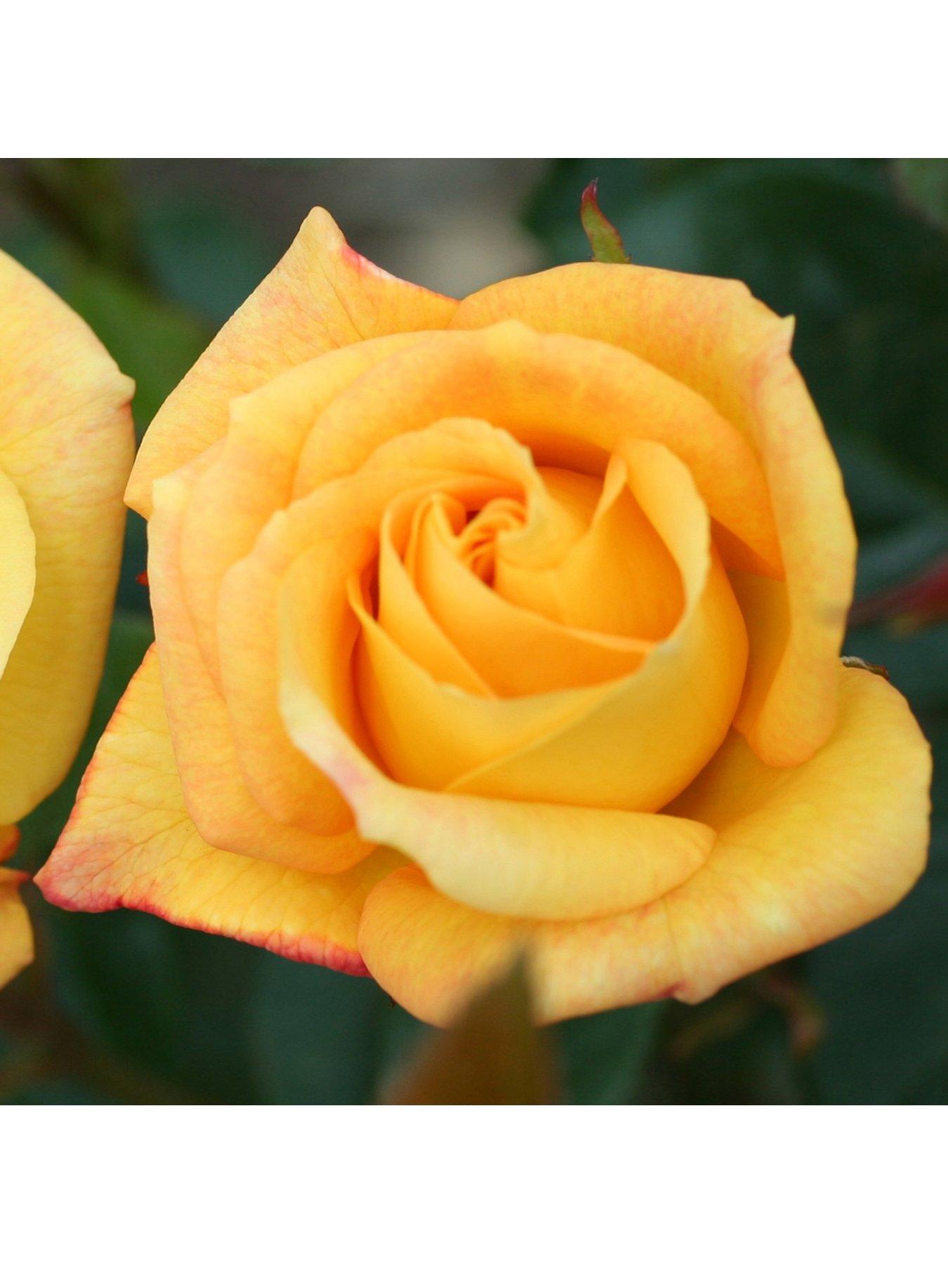 Image 2 of 2 of You Garden Climbing Rose Climbing Arthur Bell 4L