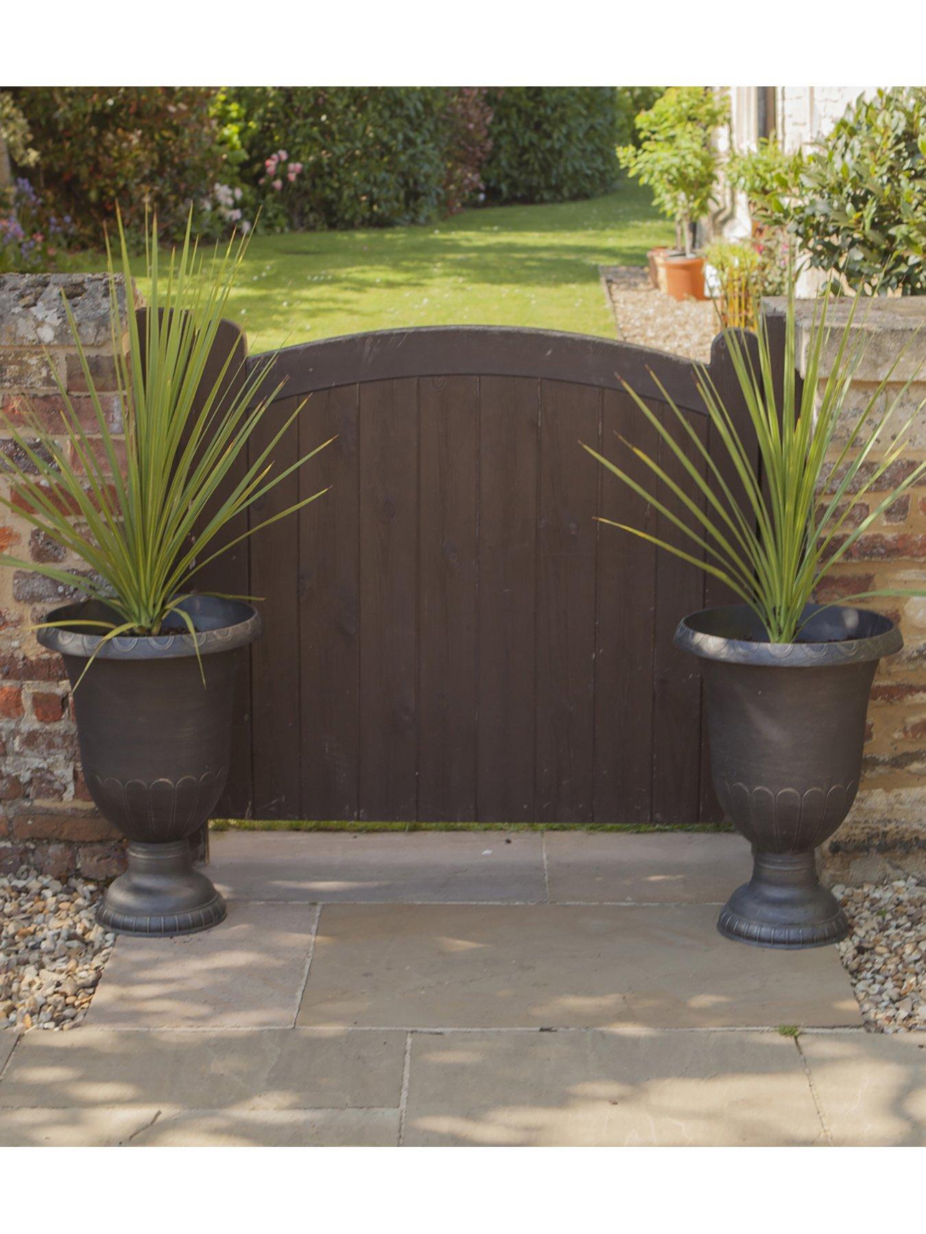 undefined Pair 80-100cm Cordylines 14cm pot