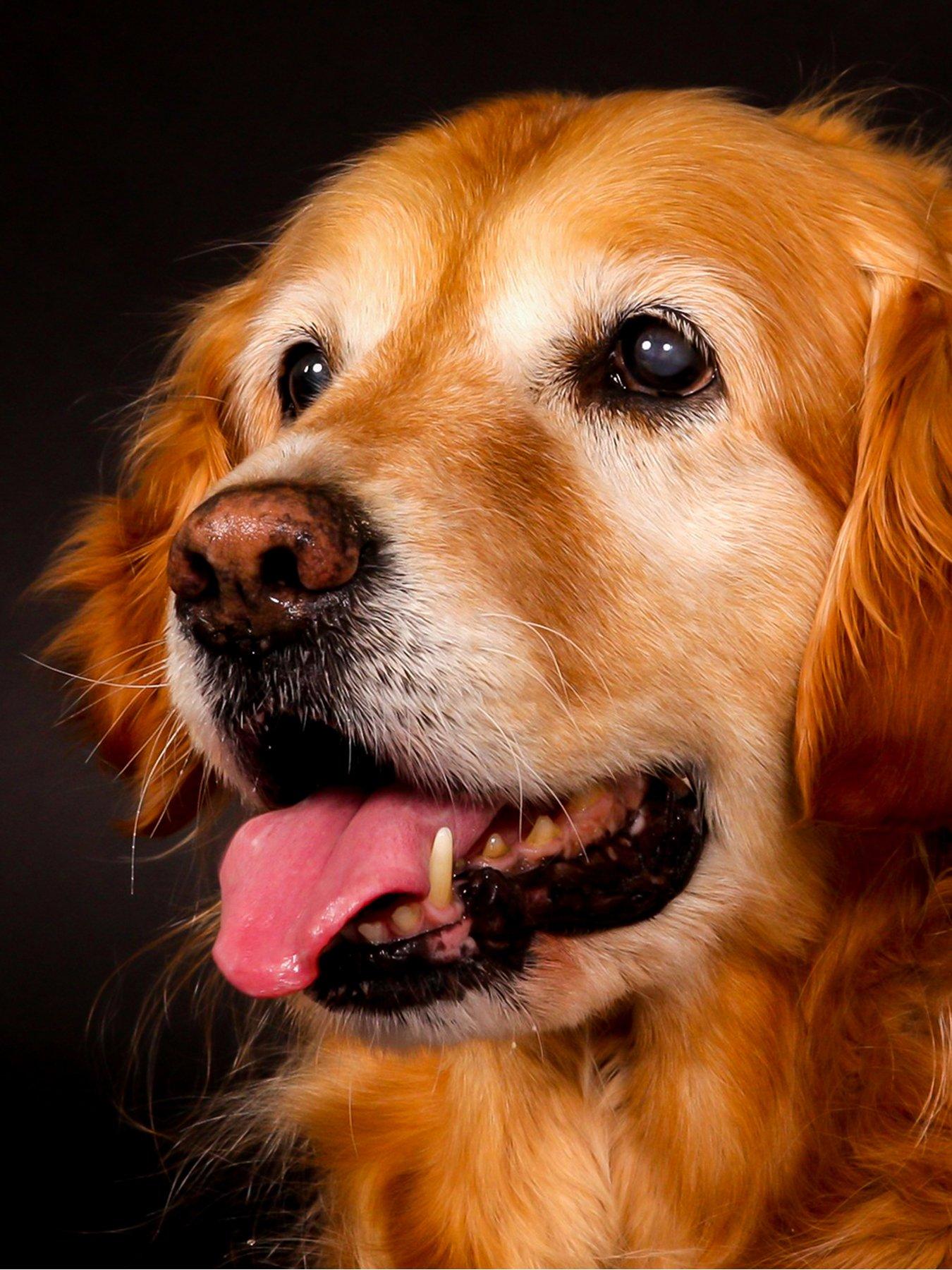 Image 2 of 4 of Activity Superstore Pet Photoshoot