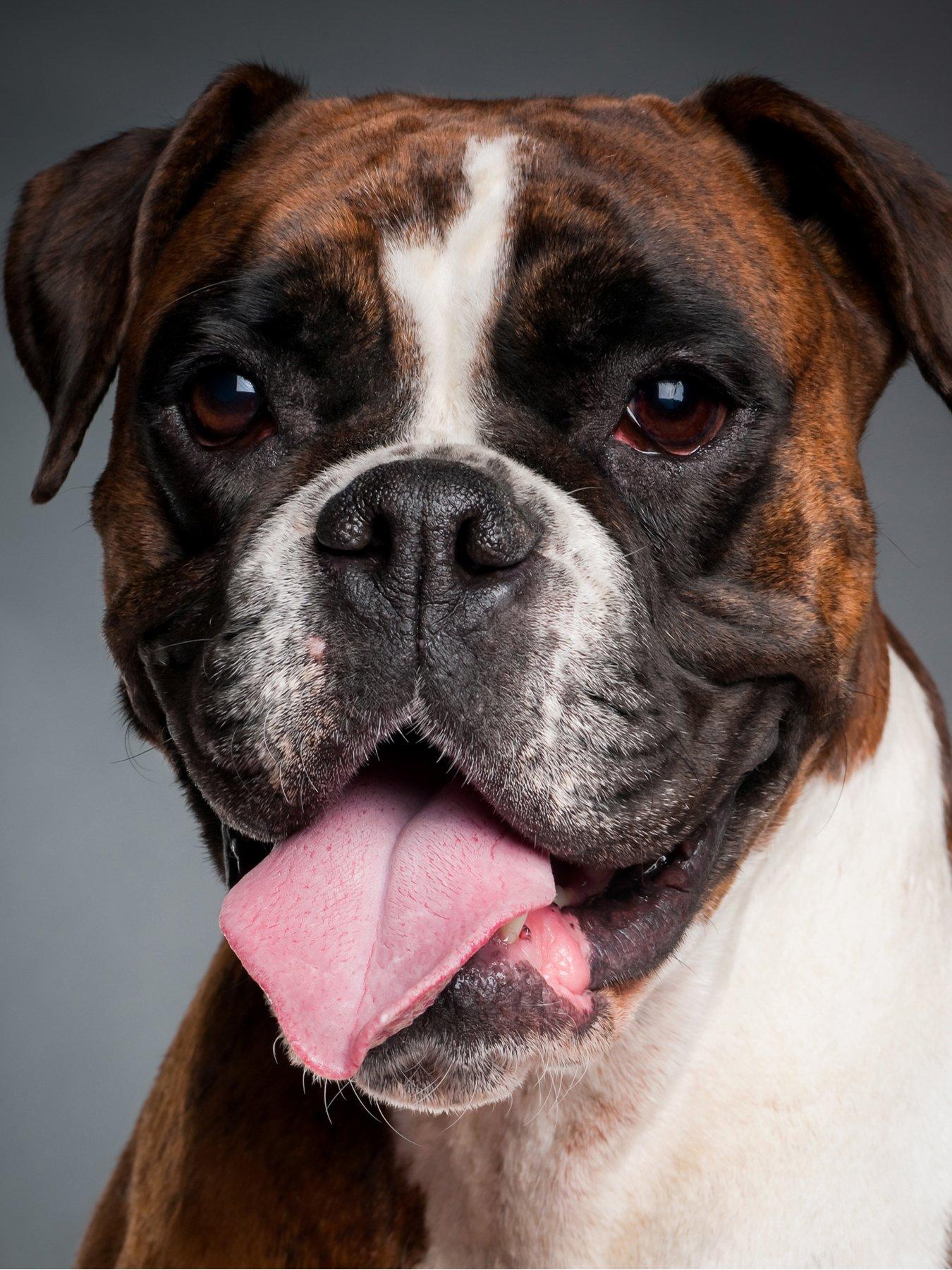 Image 3 of 4 of Activity Superstore Pet Photoshoot