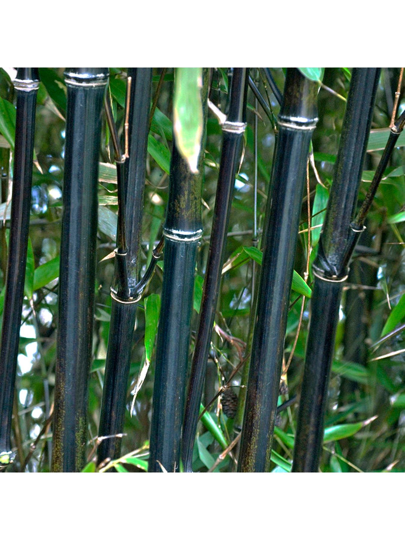 You Garden Black Bamboo Phyllostachys nigra (3L Pot)