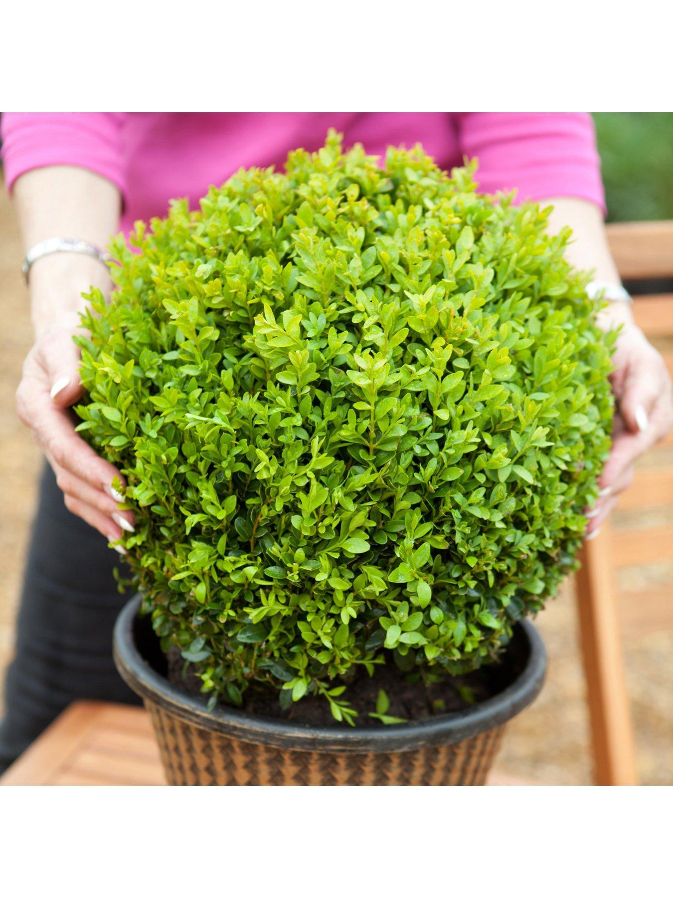 undefined Pair of Box Balls 25 - 35cm Diameter 5L Pot