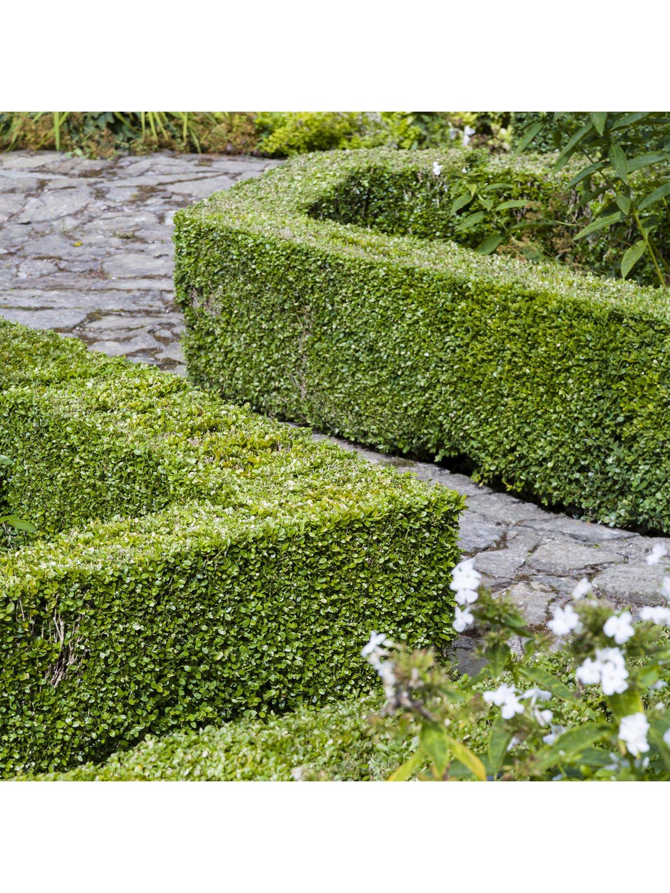 Product photograph of Buxus Sempervirens 9cm Pot X 25 from very.co.uk
