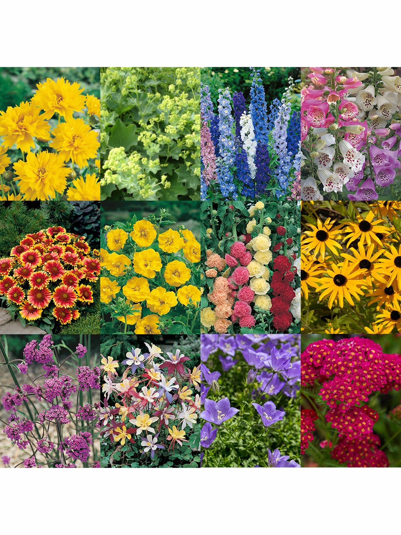 Product photograph of Cottage Garden Perennials Collection from very.co.uk