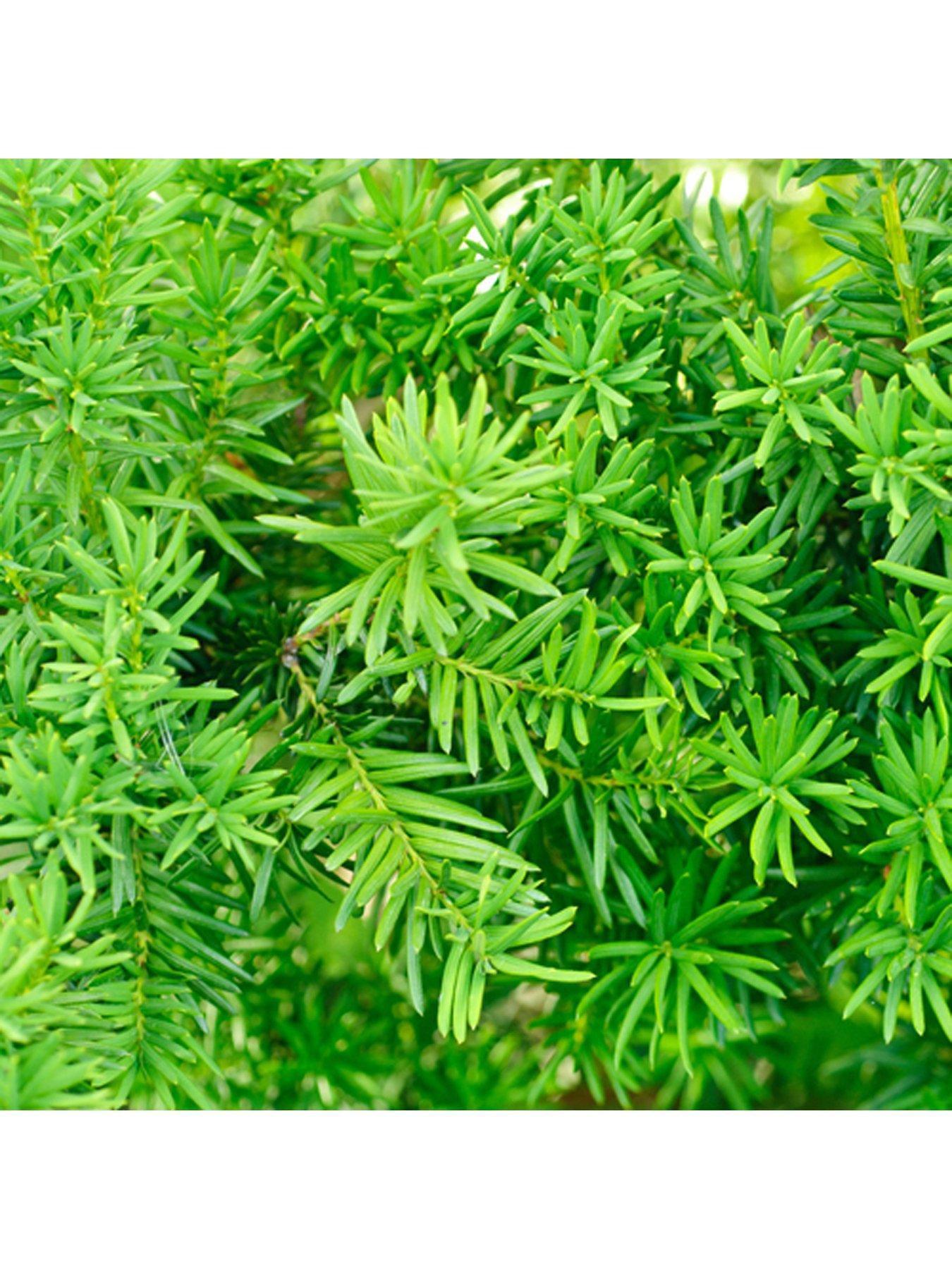 Product photograph of Yew Hedging Plants 9cm Pot - 25 Plants from very.co.uk