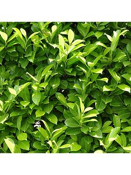 Product photograph of Laurel Hedging Plants 9cm Pot - 10 Plants from very.co.uk